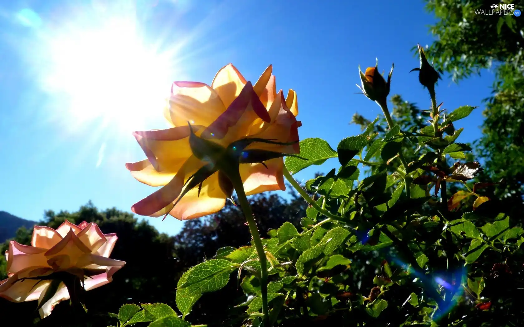 Sky, sun, roses, rays