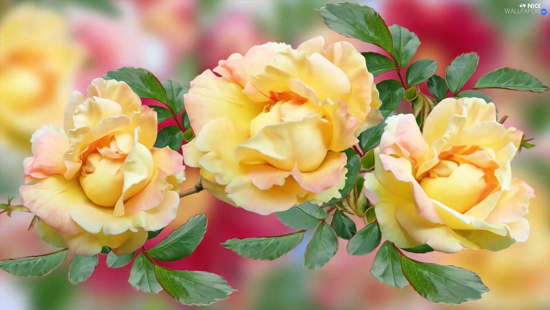 Three, Yellow, graphics, roses