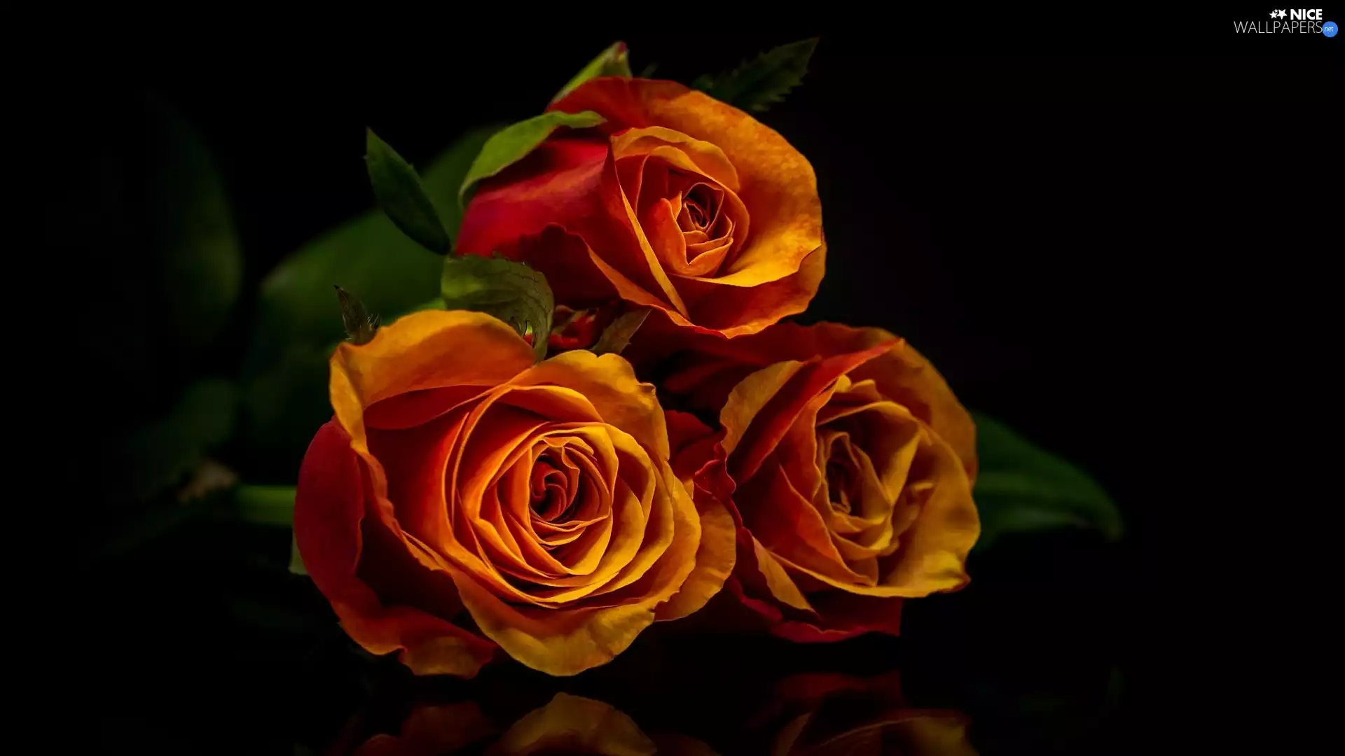 Dark Background, reflection, roses, Leaf, Three