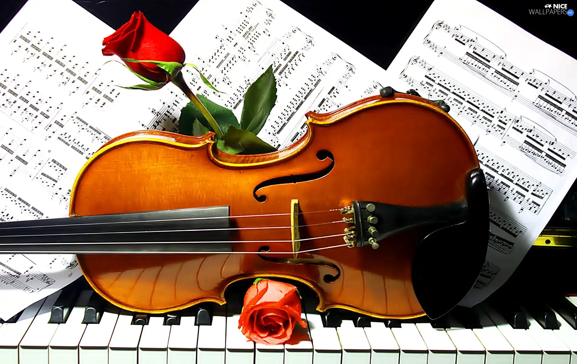 violin, Tunes, roses, Piano