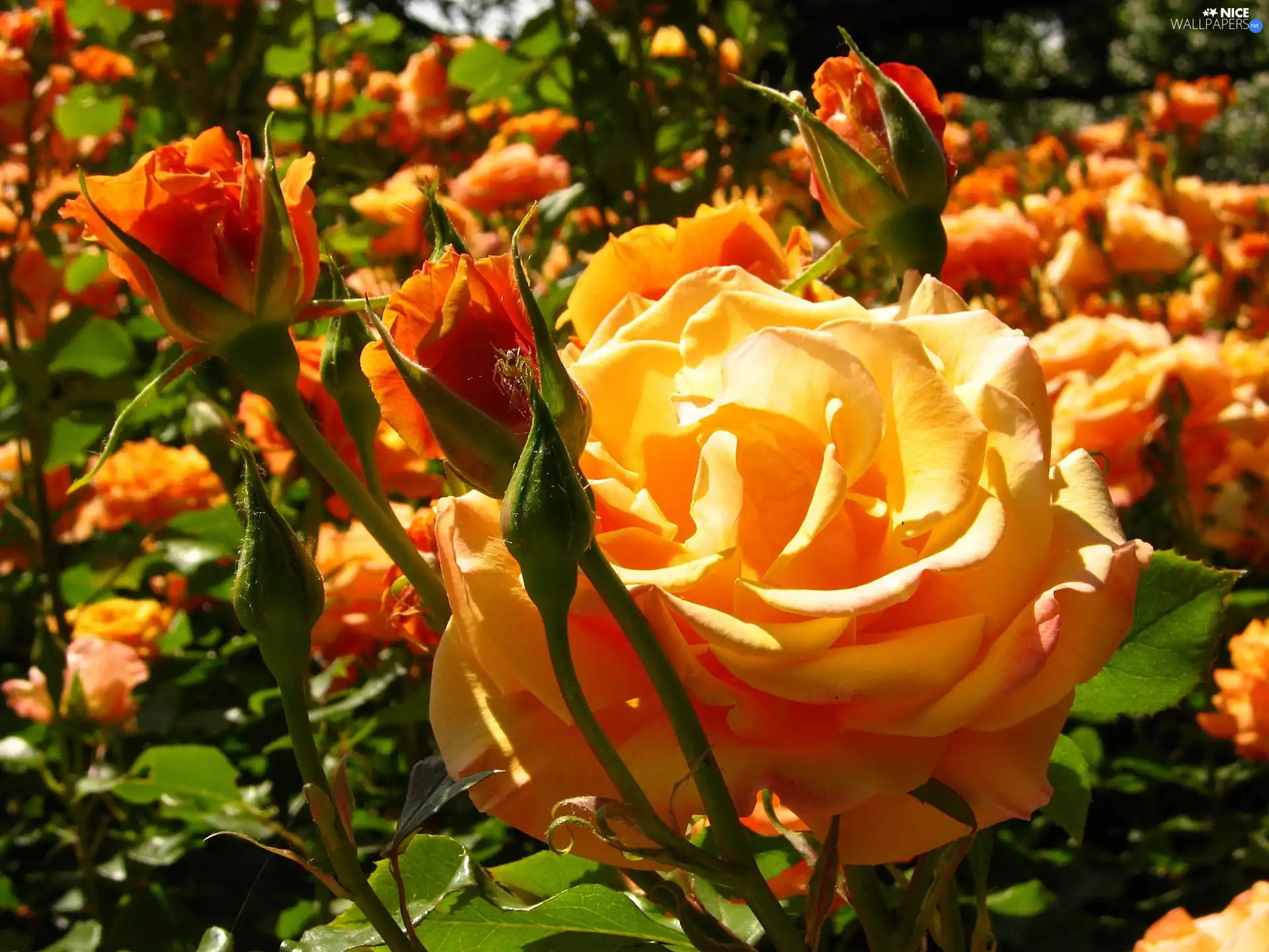 Yellow, roses