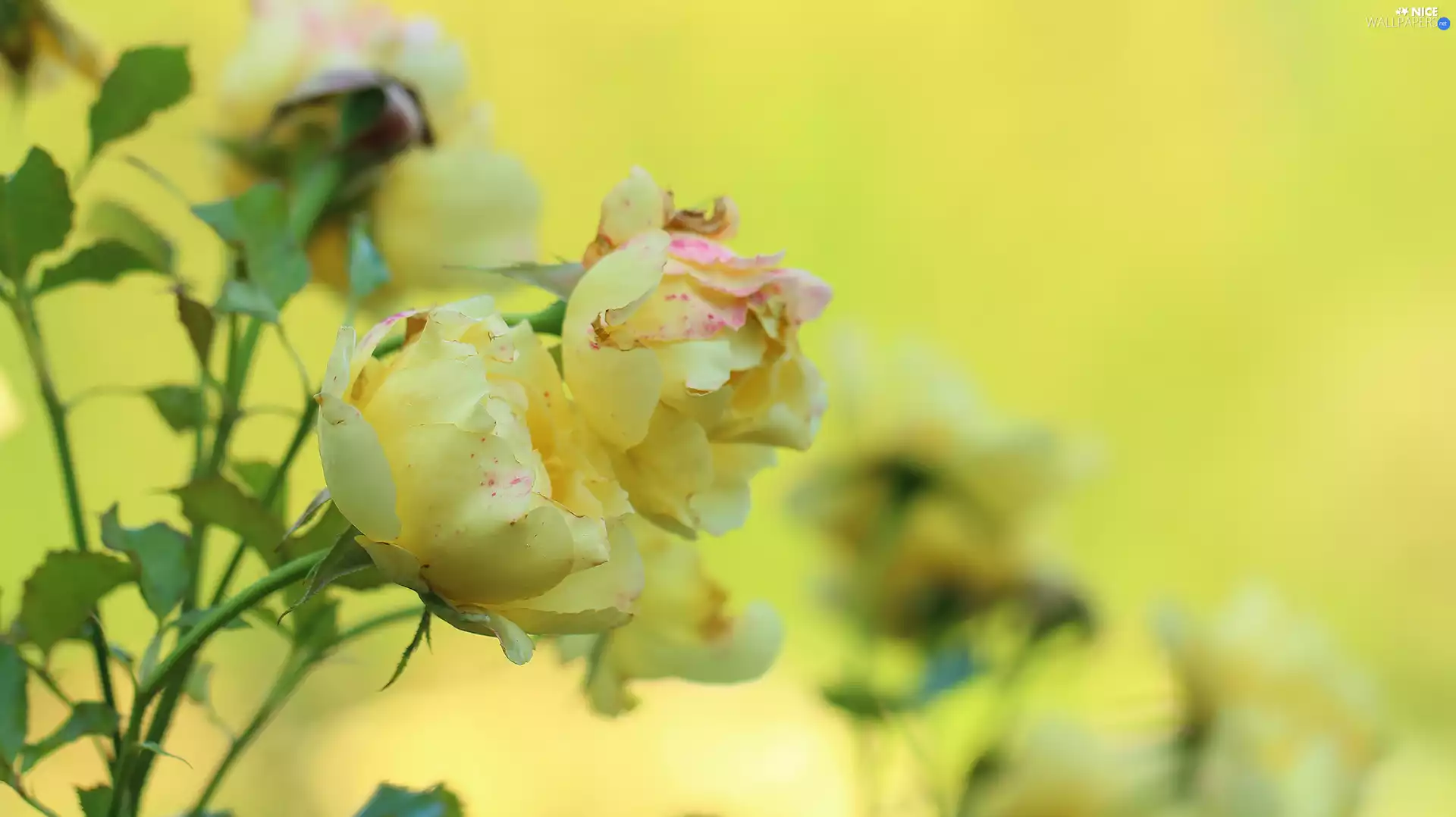 roses, Flowers, Yellow