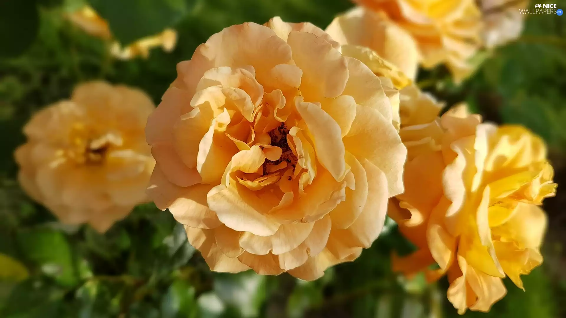 Yellow, developed, rose, roses