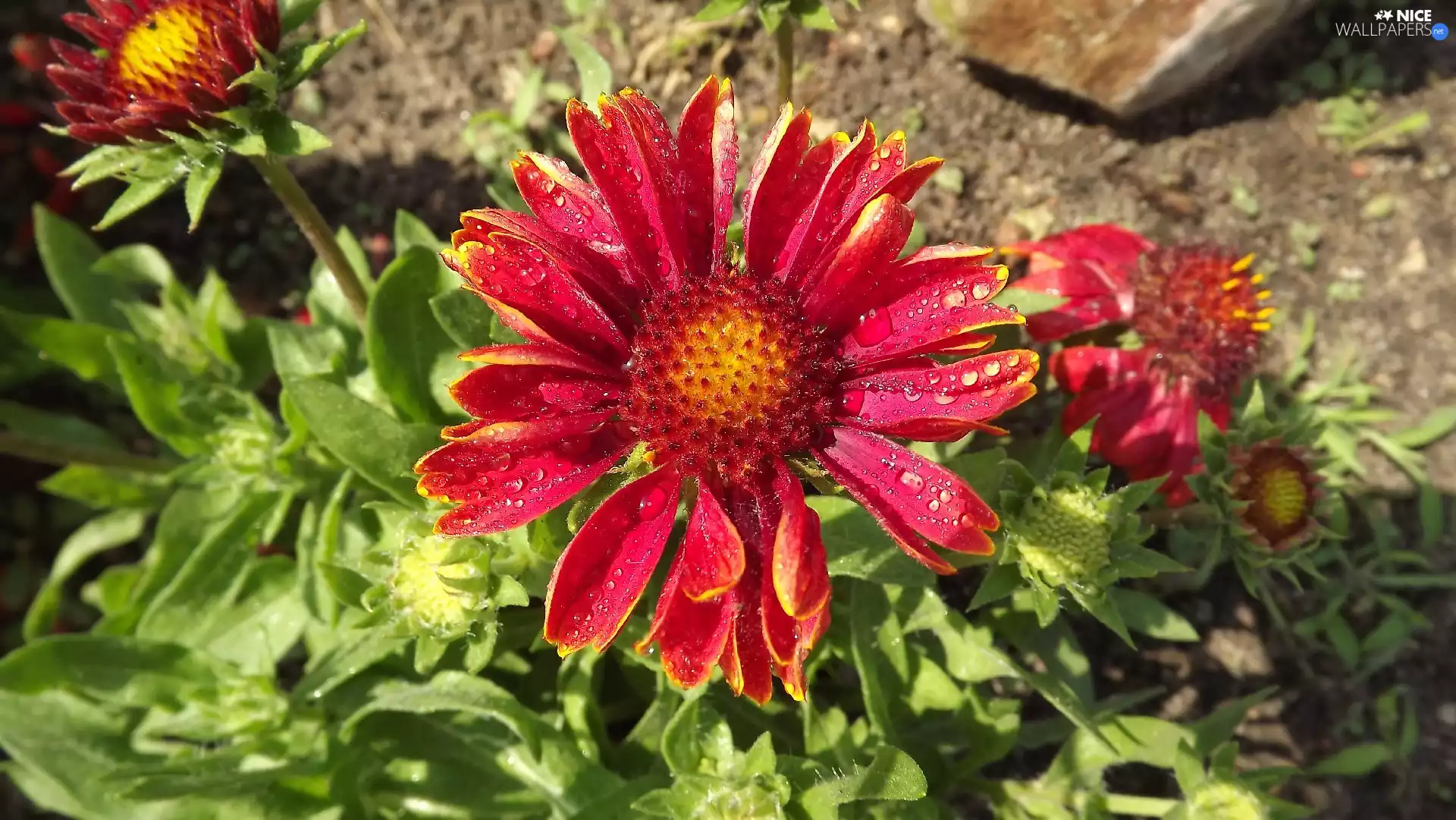 Colourfull Flowers, drops, Rosy, gaillardia aristata