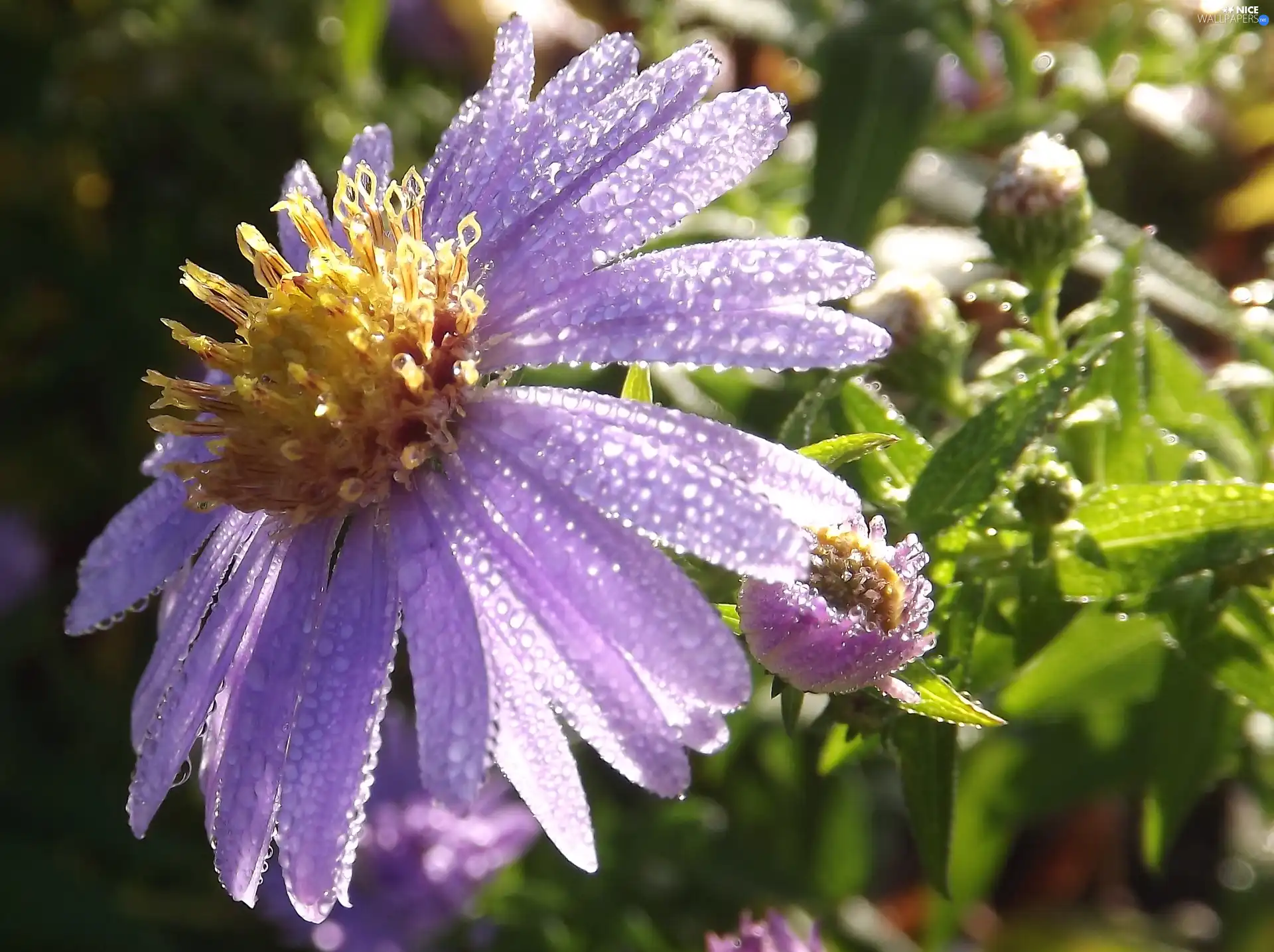 Aster, droplets, Rosy, Violet