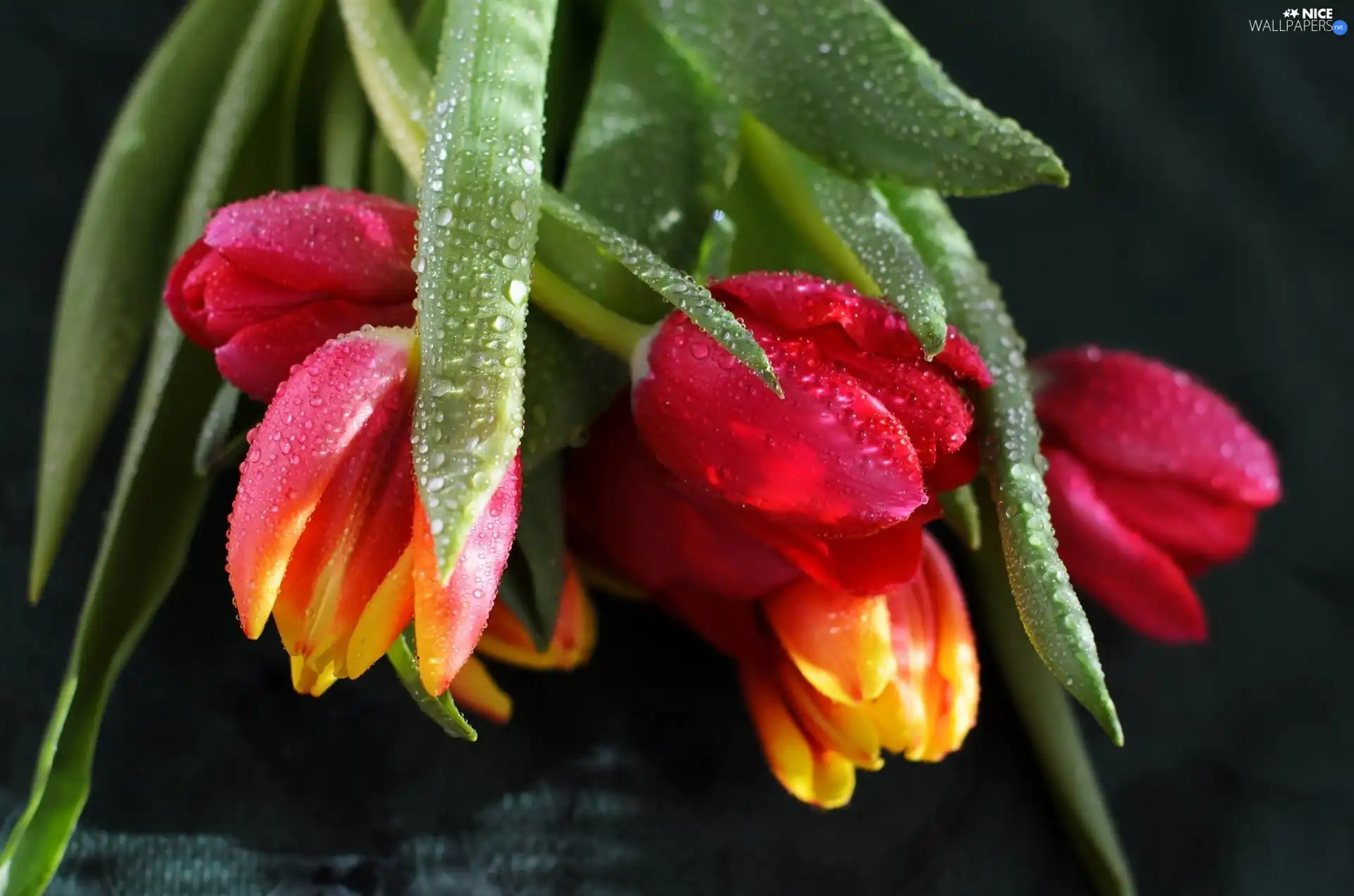 bouquet, drops, Rosy, tulips