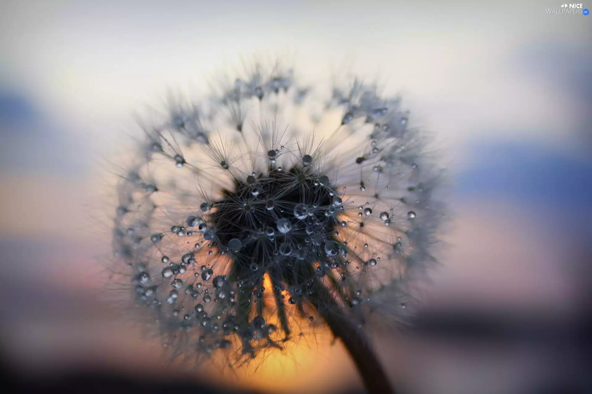 dandelion, Rosy, Common Dandelion, drops