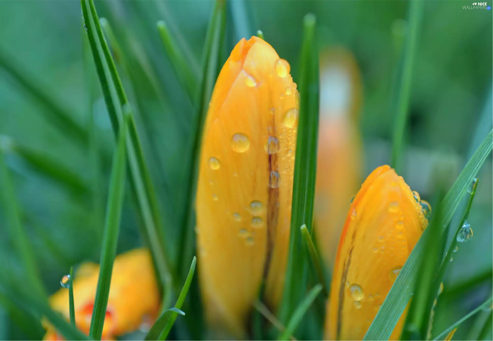 drops, Rosy, crocuses, Spring, Yellow