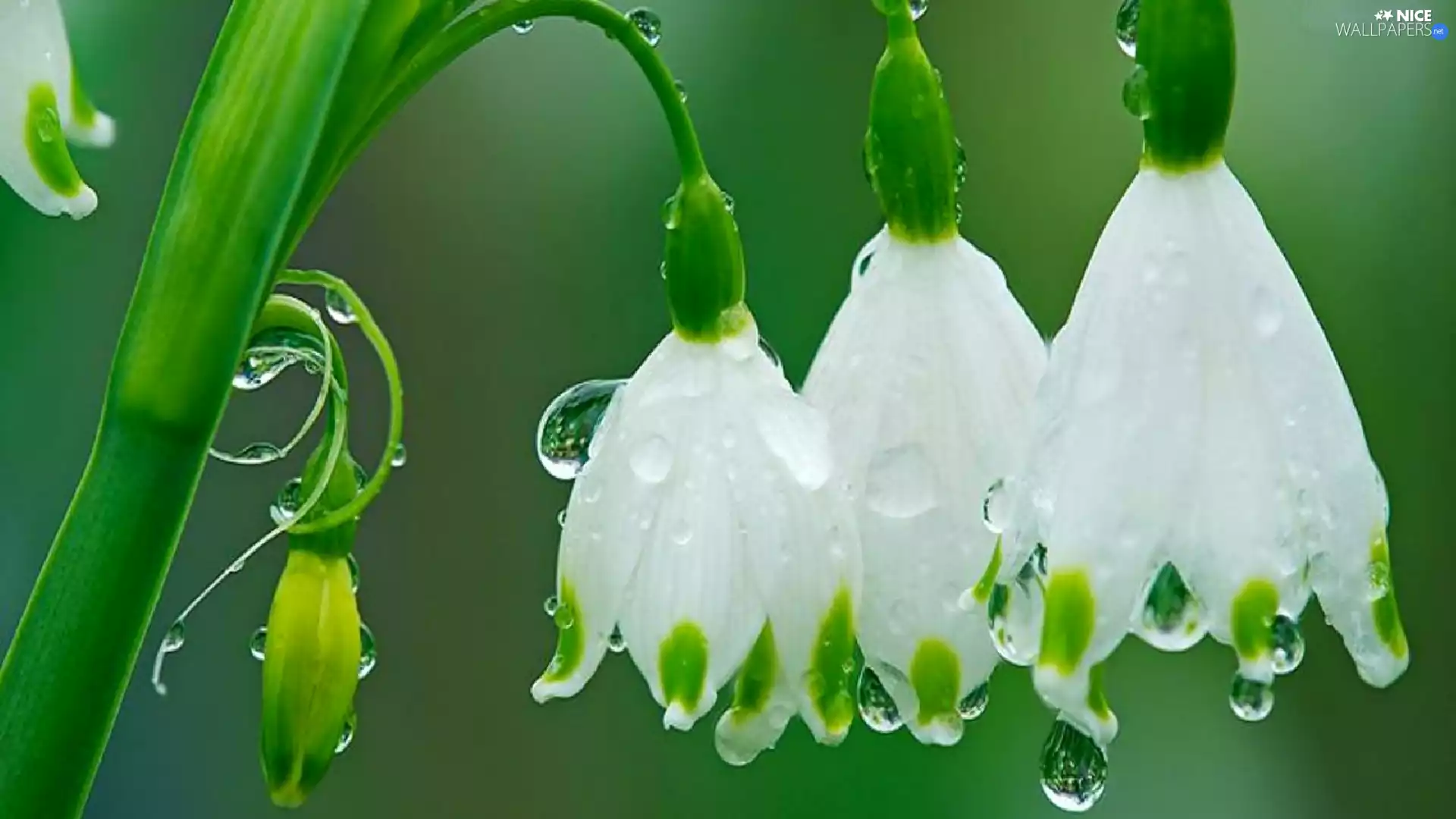 Rosy, Leucojum, drops