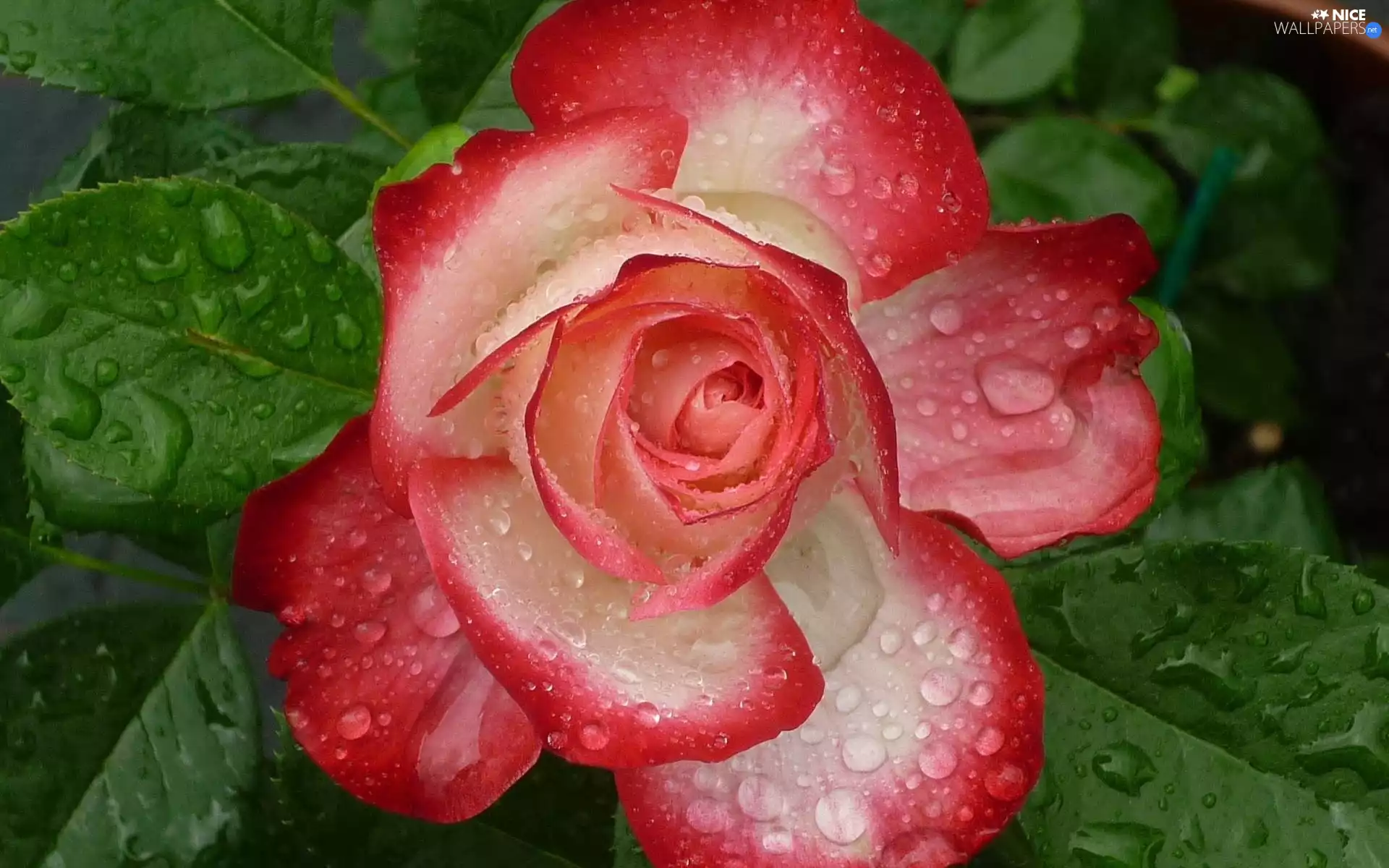Rosy, rose, drops