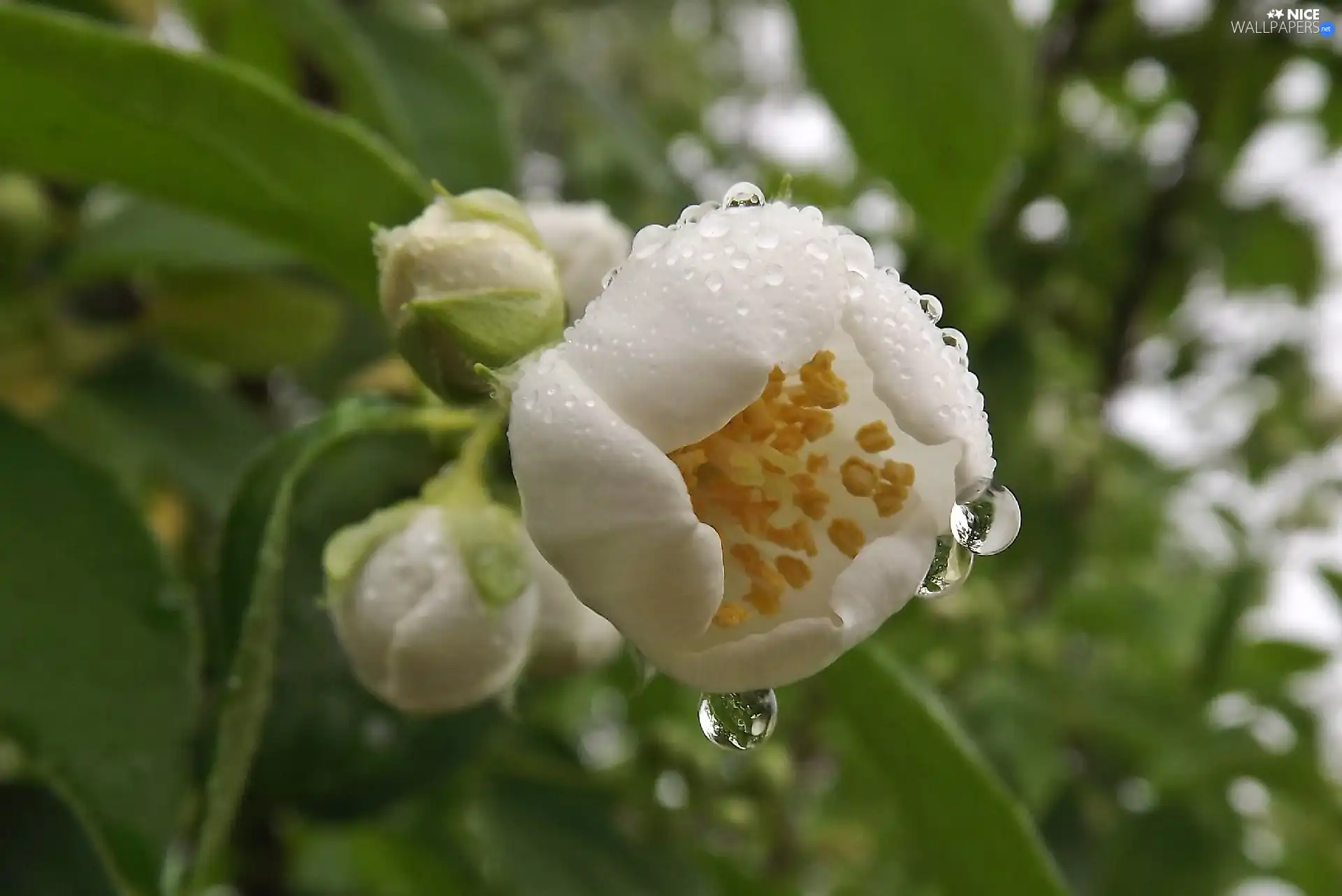 Rosy, Leaf, jasmine, drops, Colourfull Flowers