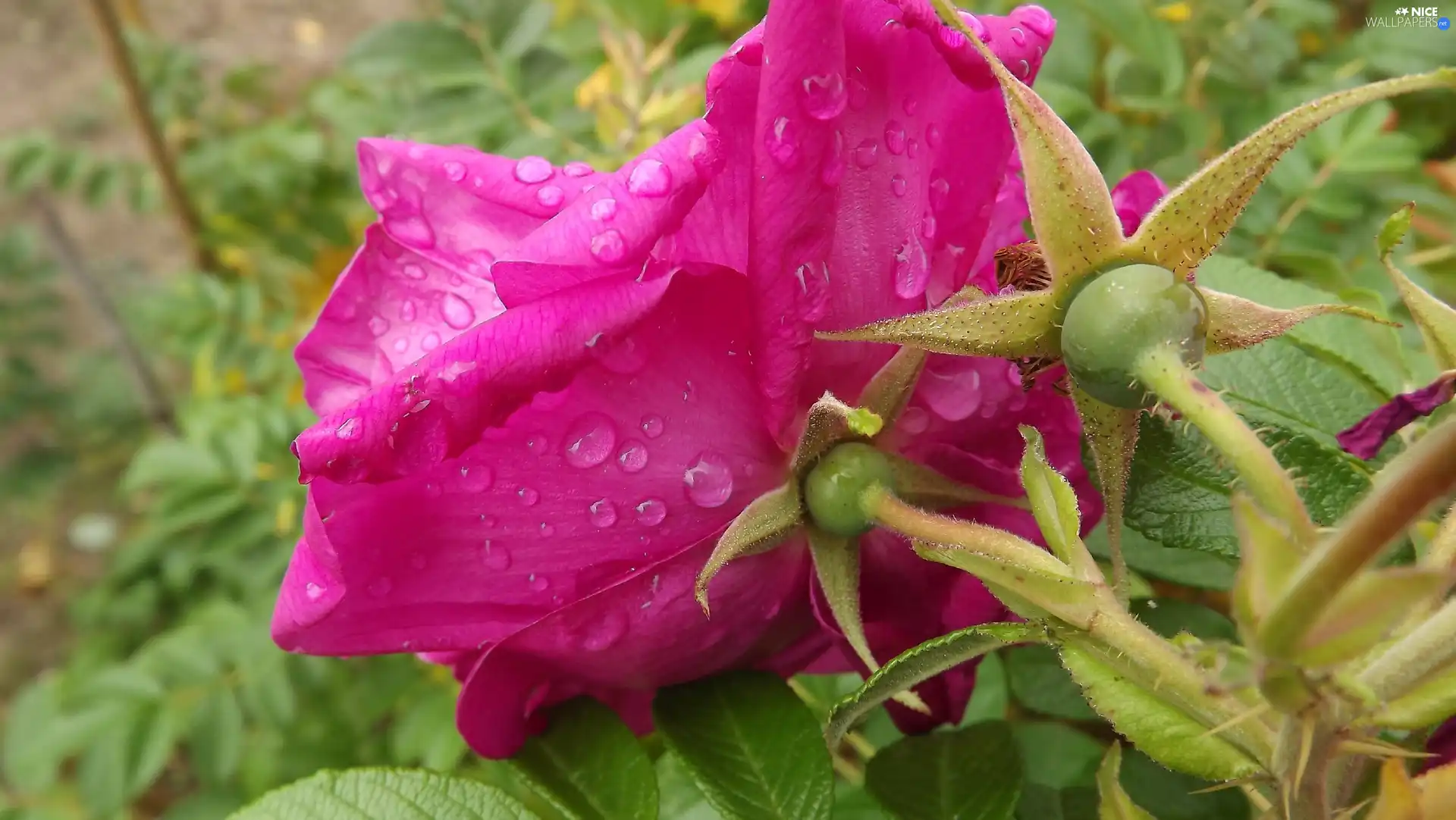 Pink, drops, Rosy, rose