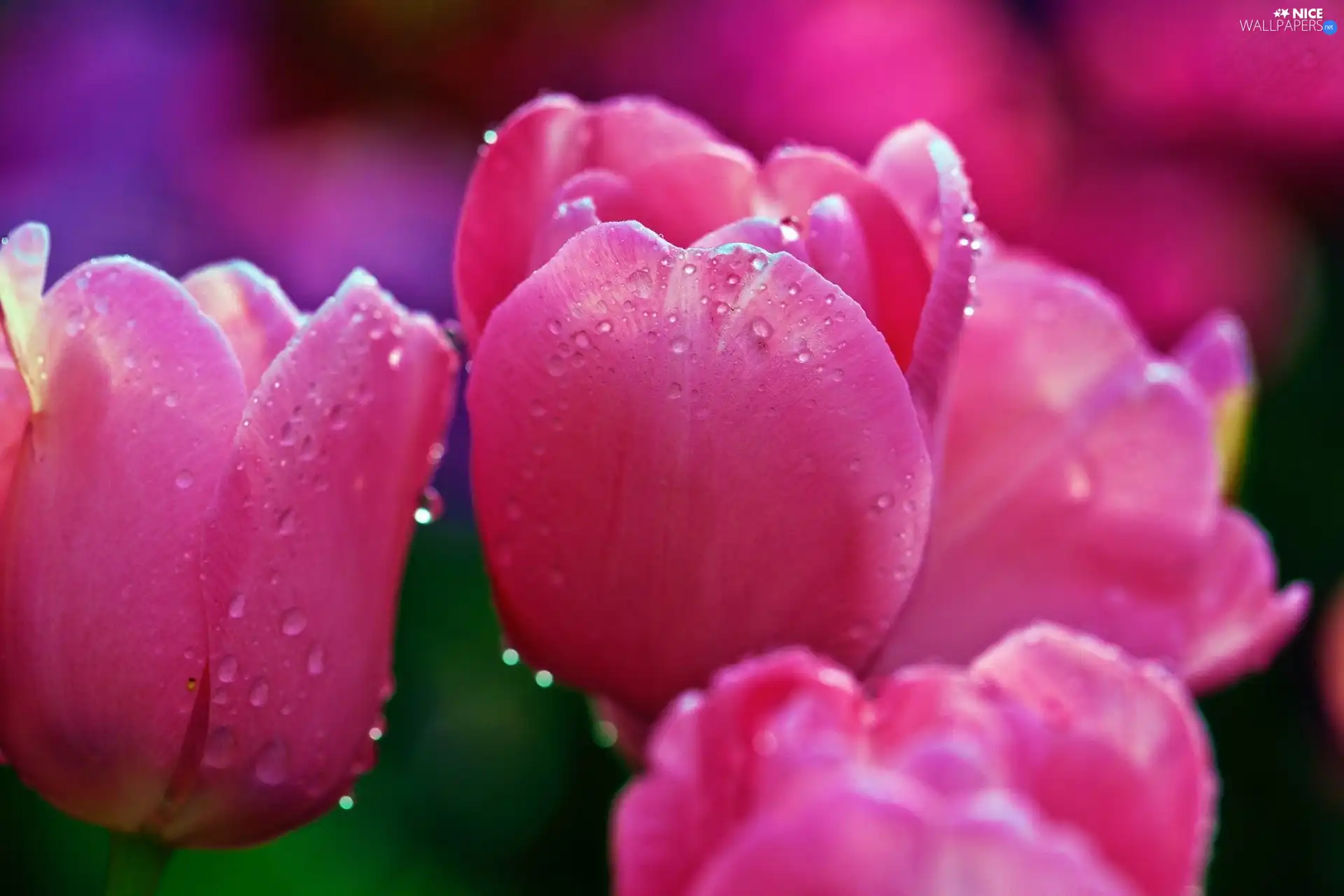 Pink, drops, Rosy, Tulips