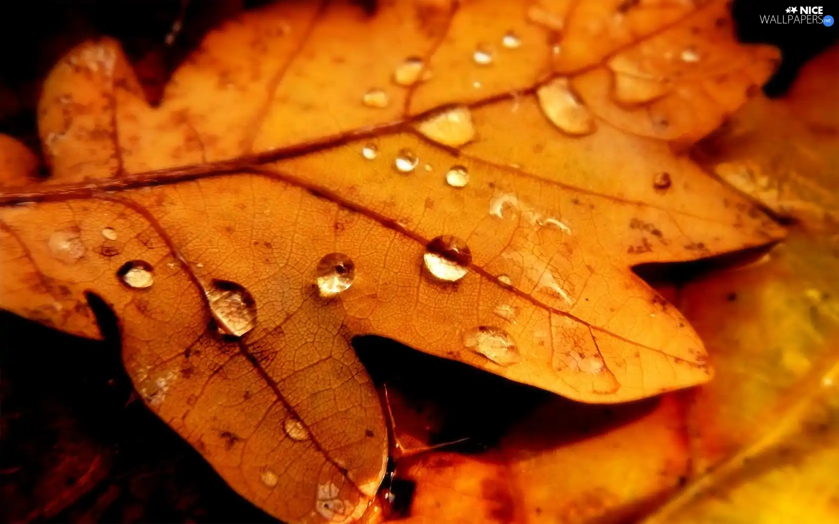 Yellow, drops, Rosy, Leaf