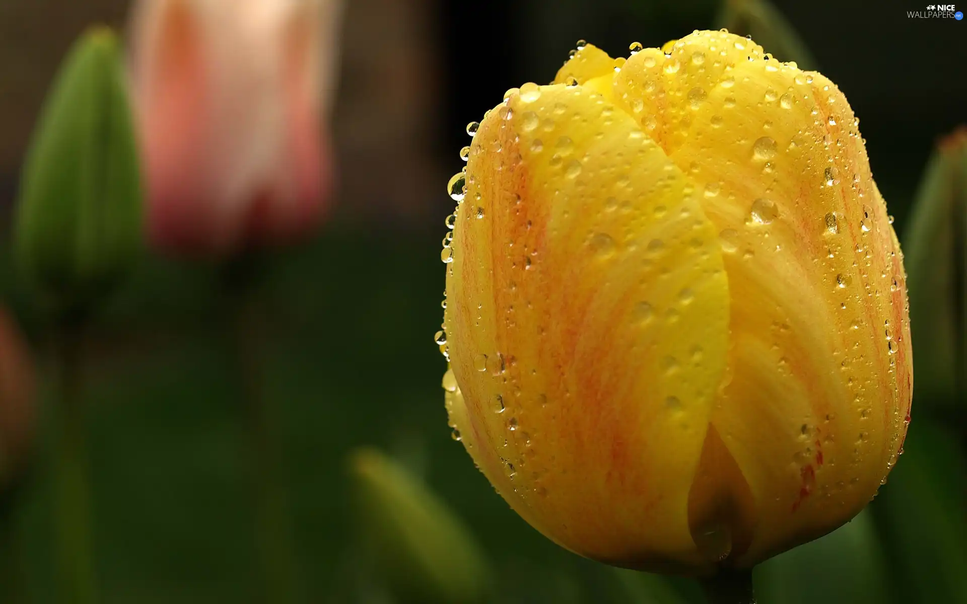 Yellow, drops, Rosy, tulip