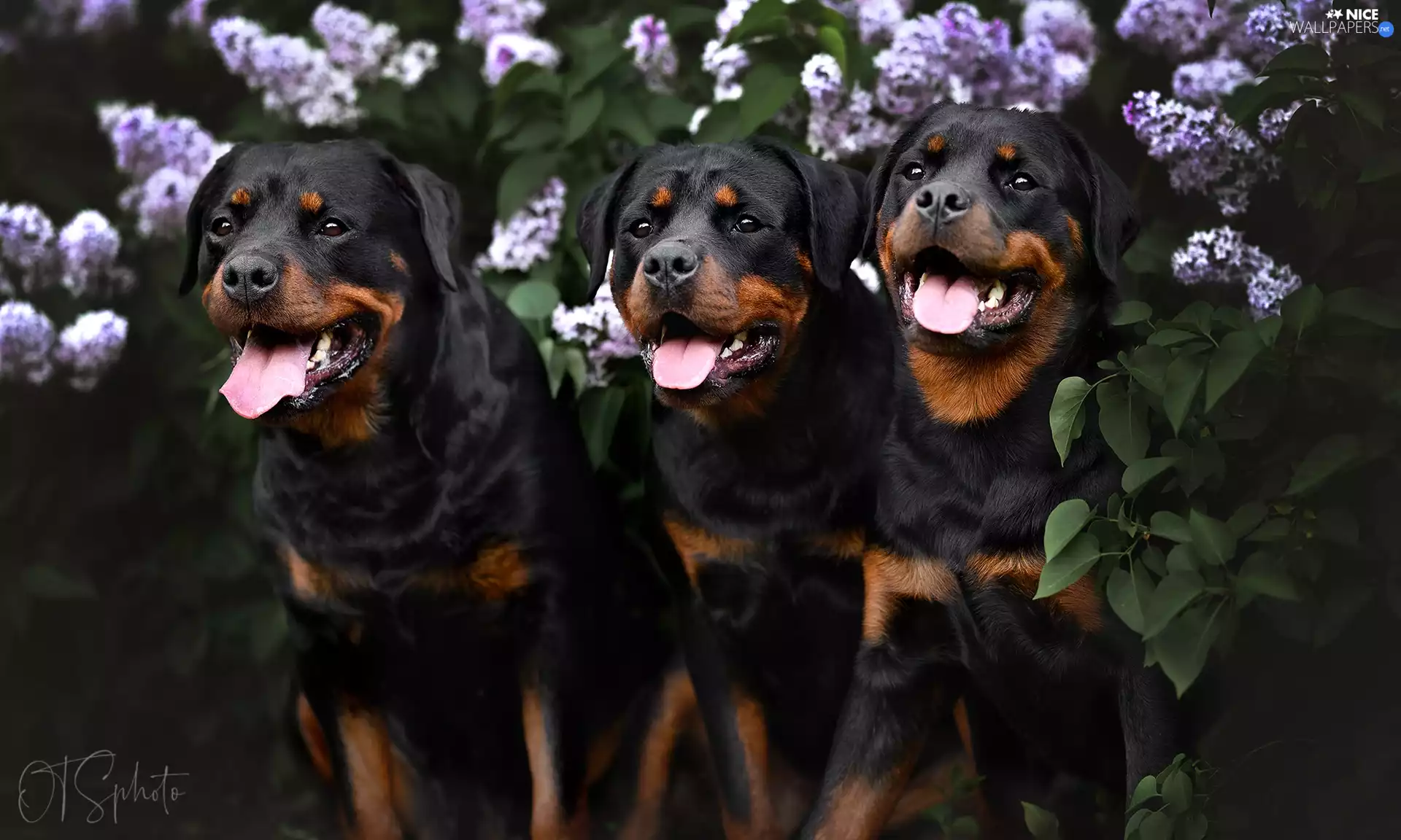 Rottweiler, Three, Dogs