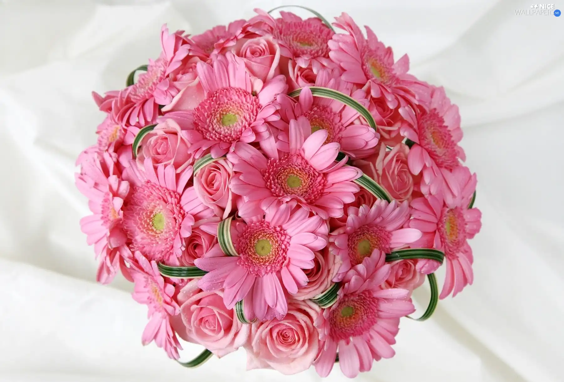 bouquet, Gerbers, rouge, pink