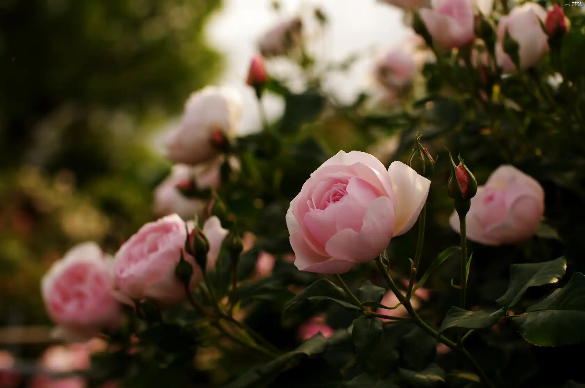 rouge, bush, pink