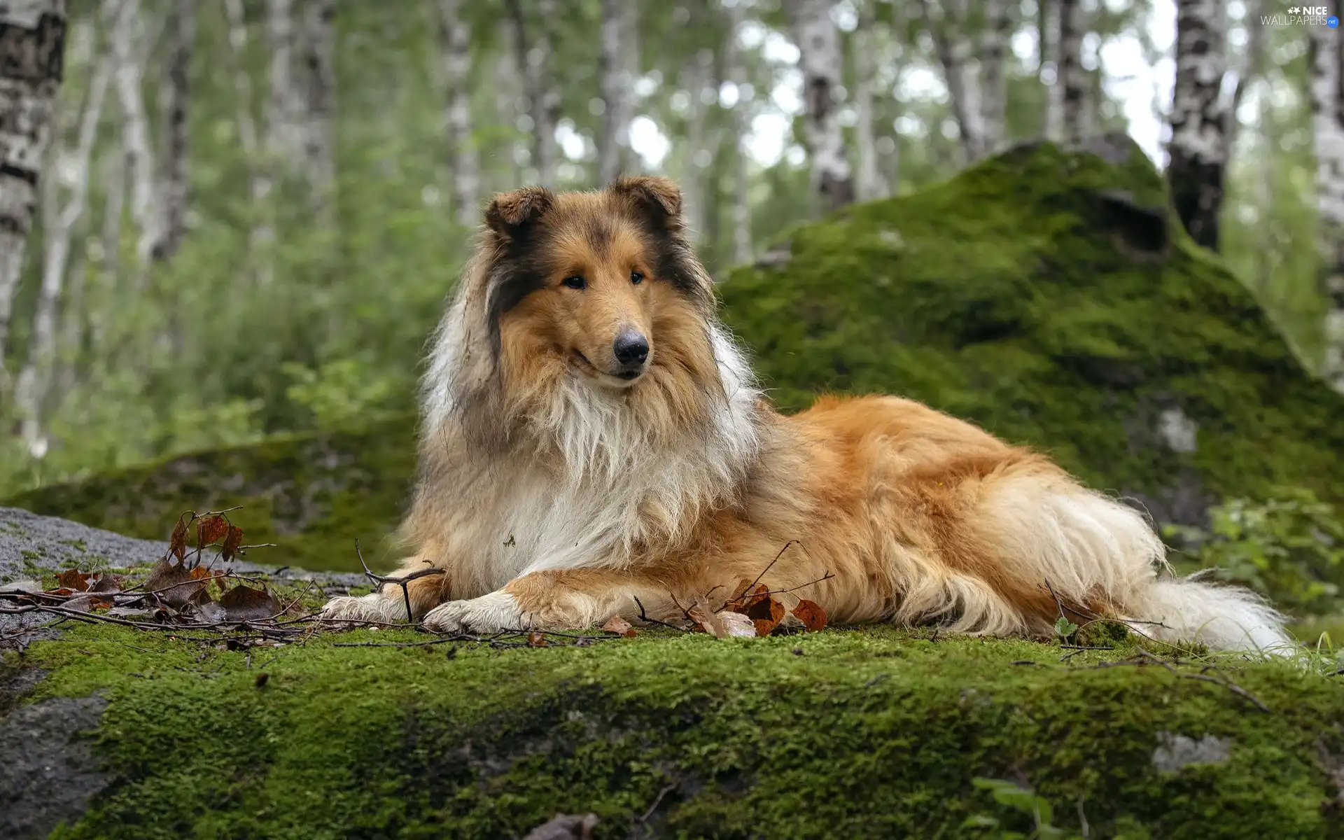 Mossy, trees, dog, viewes, forest, Rocks, Collie rough