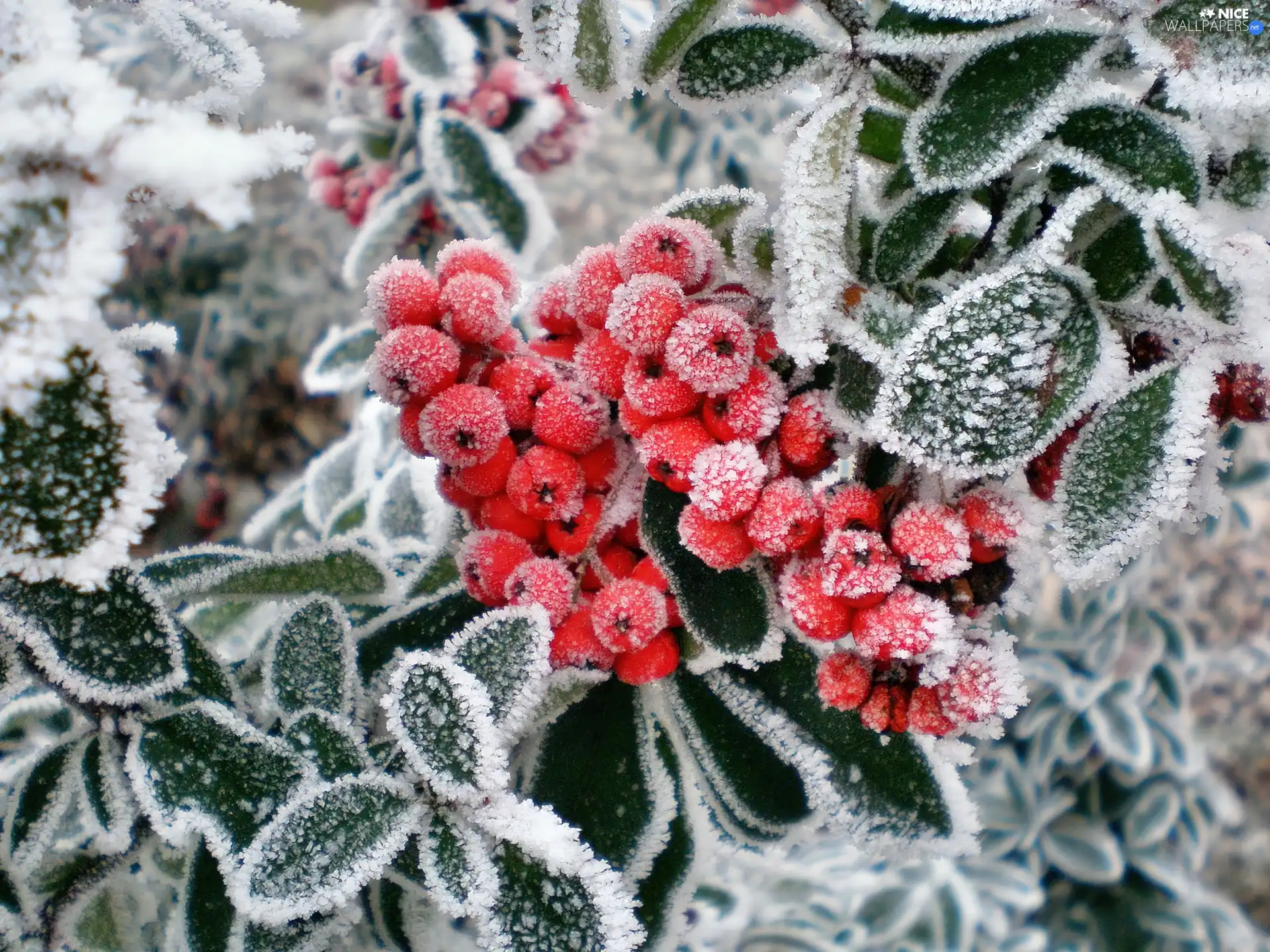 rowan, frozen, Fruits