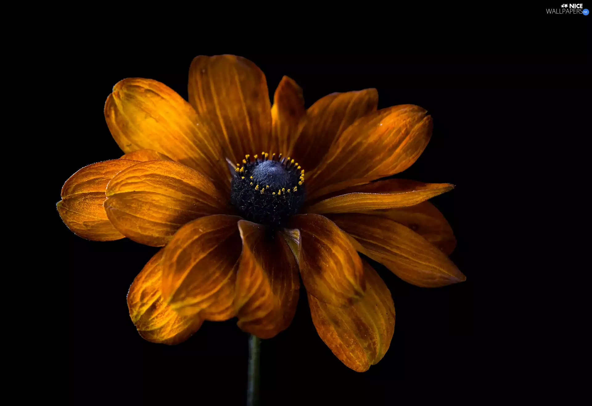 rapprochement, Colourfull Flowers, Rudbeckia