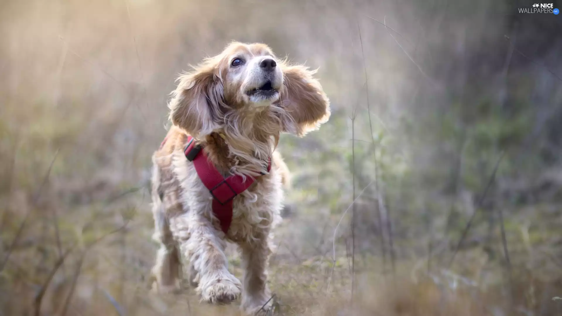 English Cocker Spaniel, dog, fuzzy, Meadow, braces, running