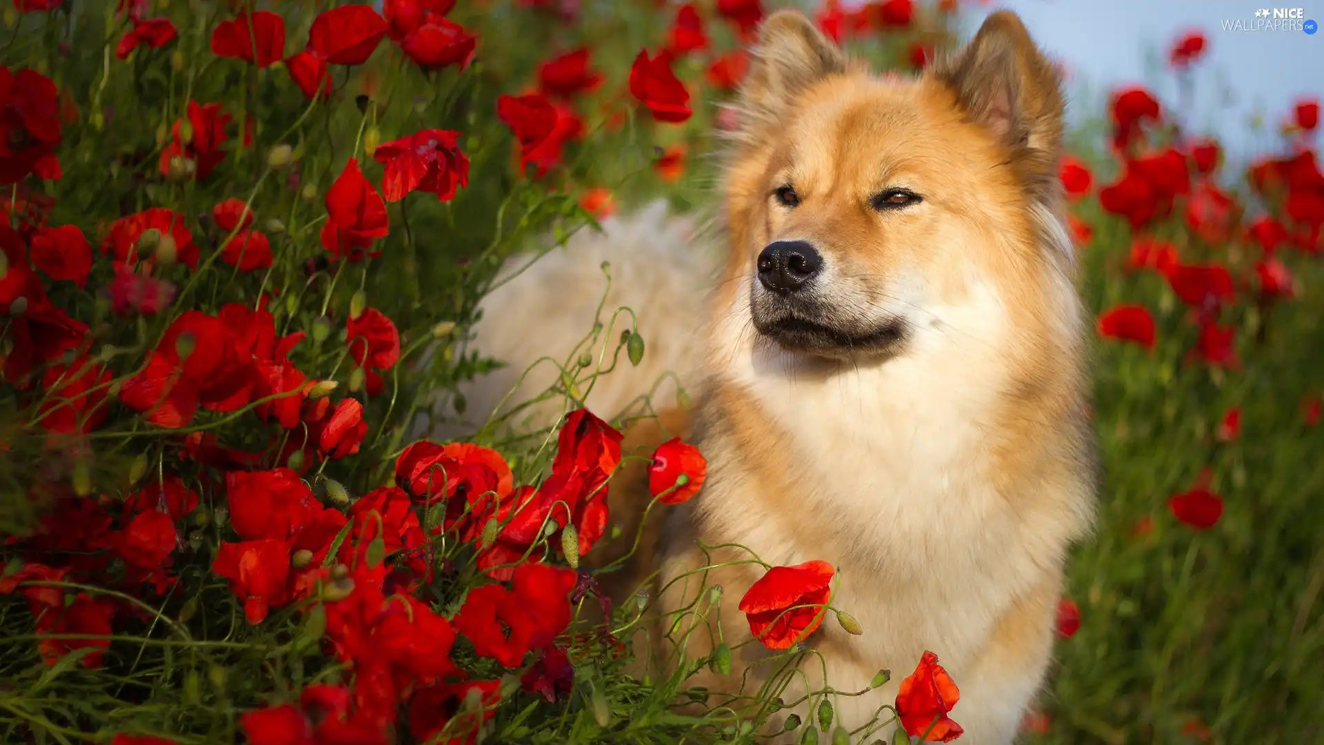 papavers, dog, Rurasier Spitz