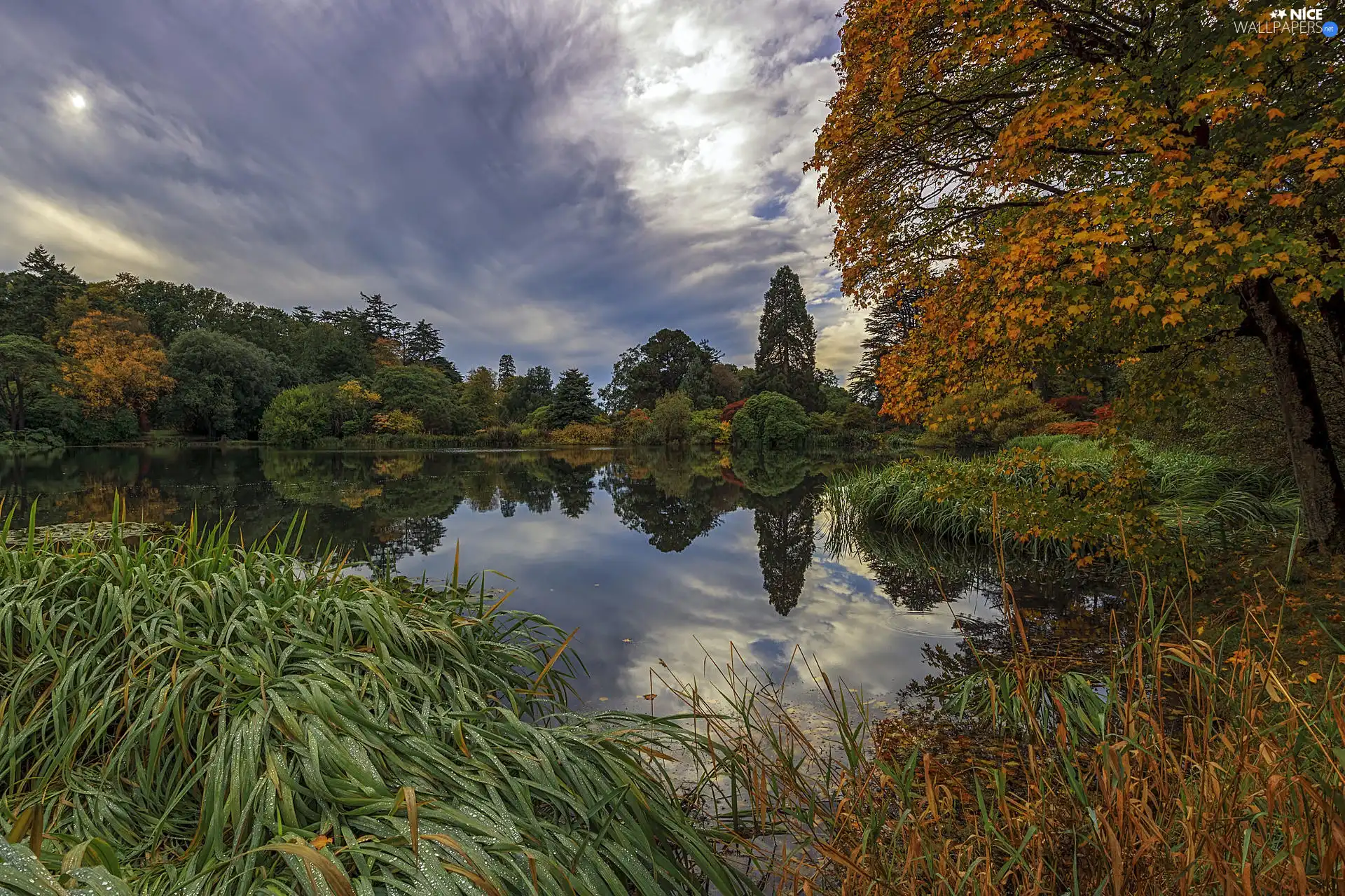 trees, grass, clouds, rushes, lake, viewes, autumn