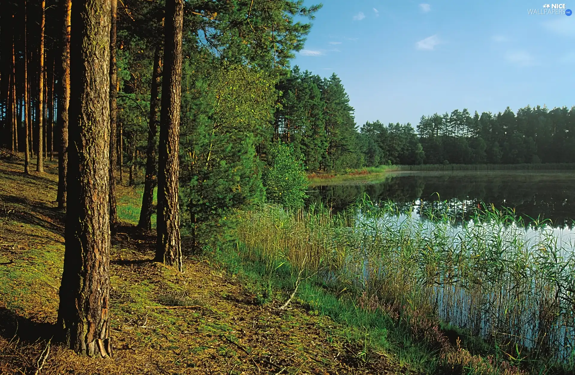 forest, lake, rushes, pine