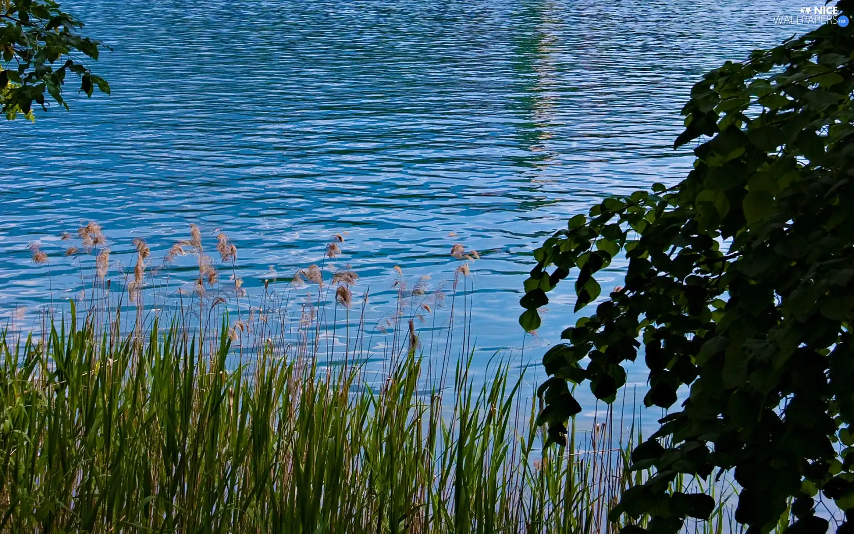 rushes, lake, grass