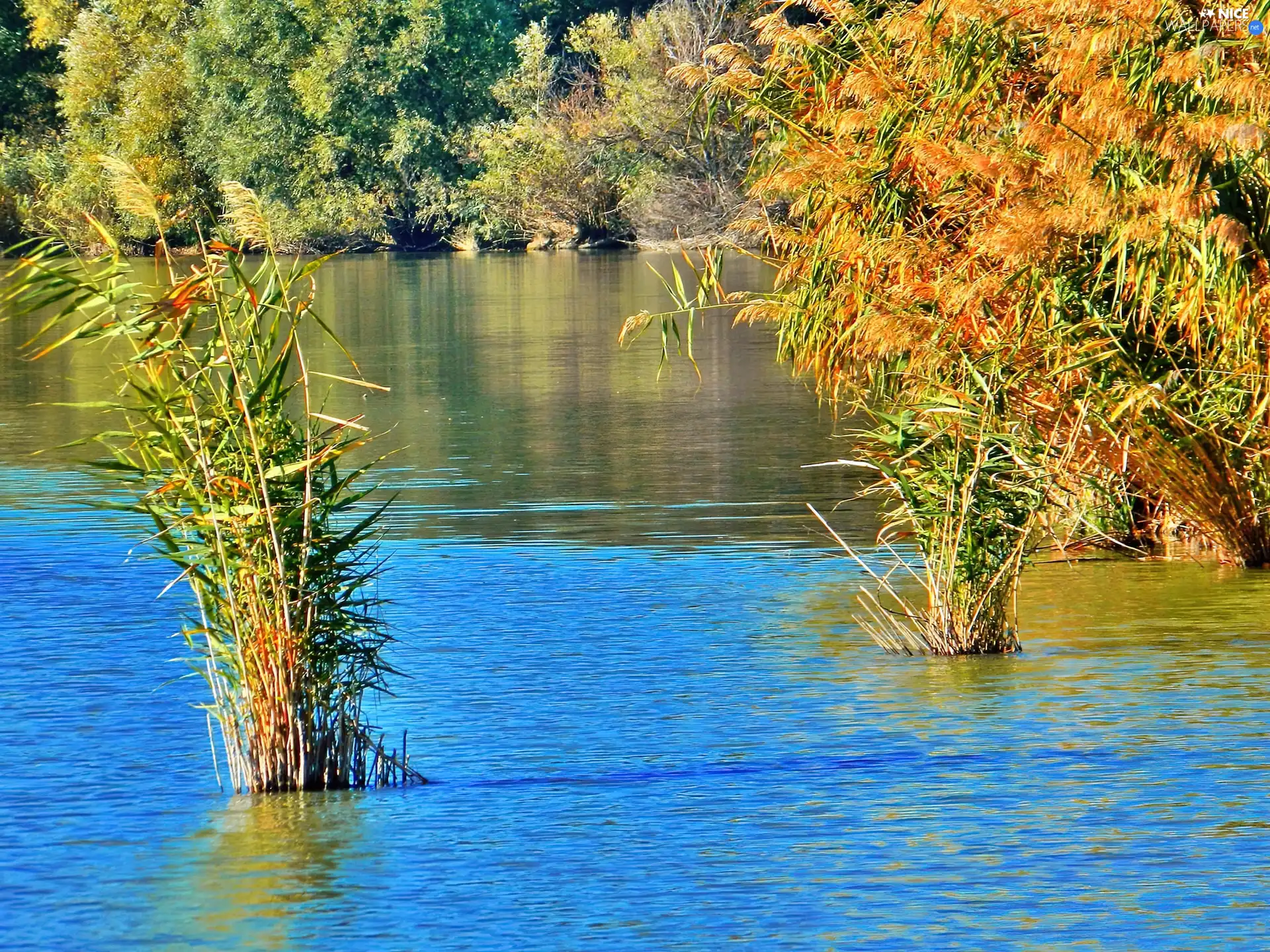 rushes, autumn, lake