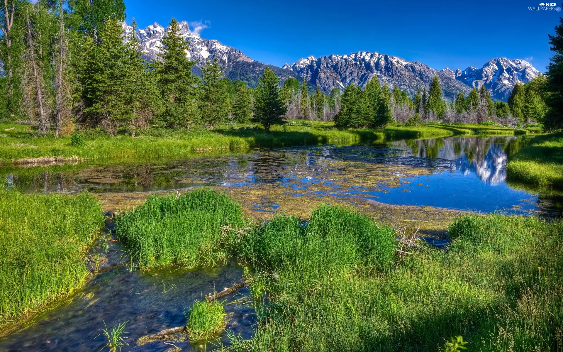 Mountains, lake, rushes, forest