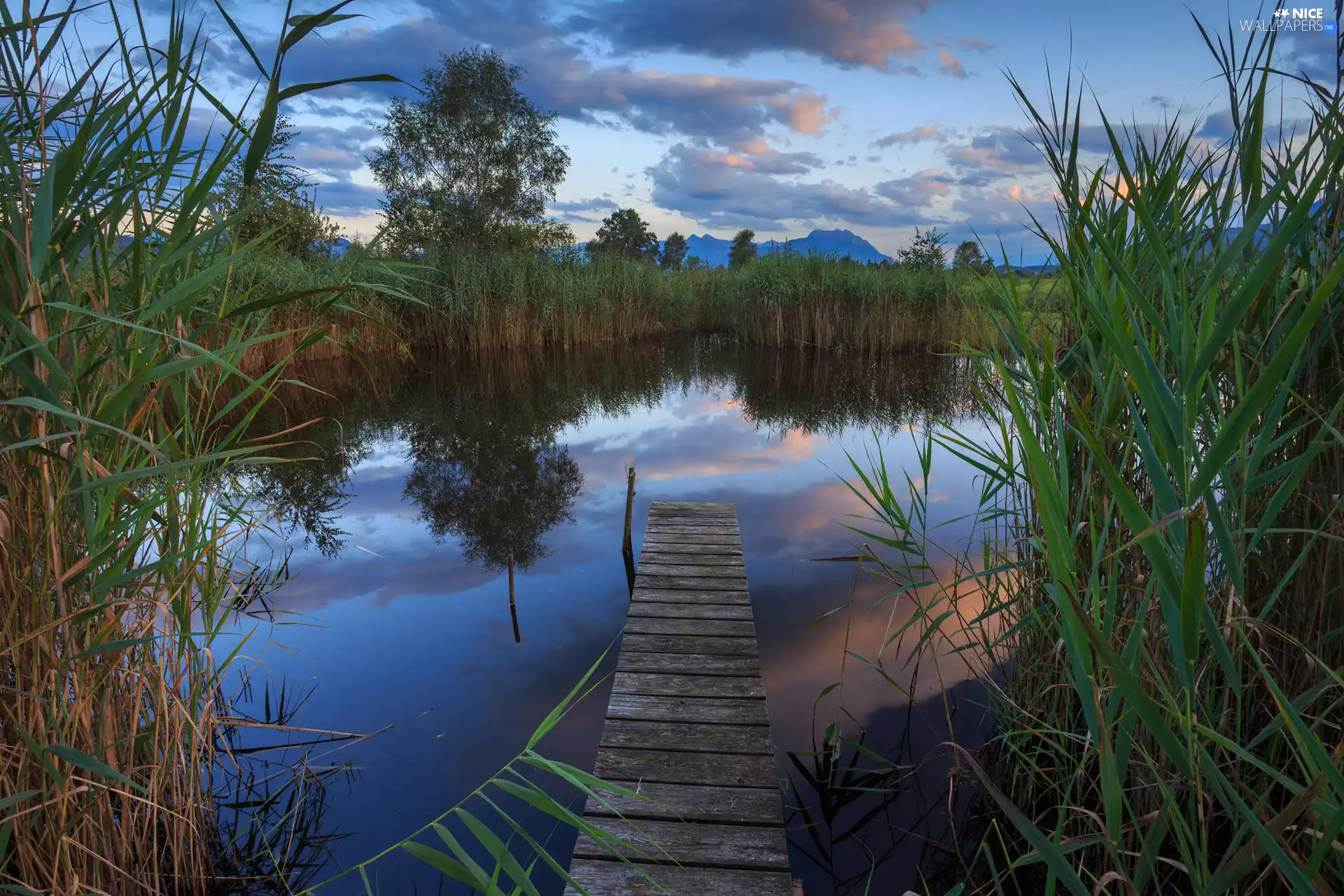 Platform, Pond - car, rushes