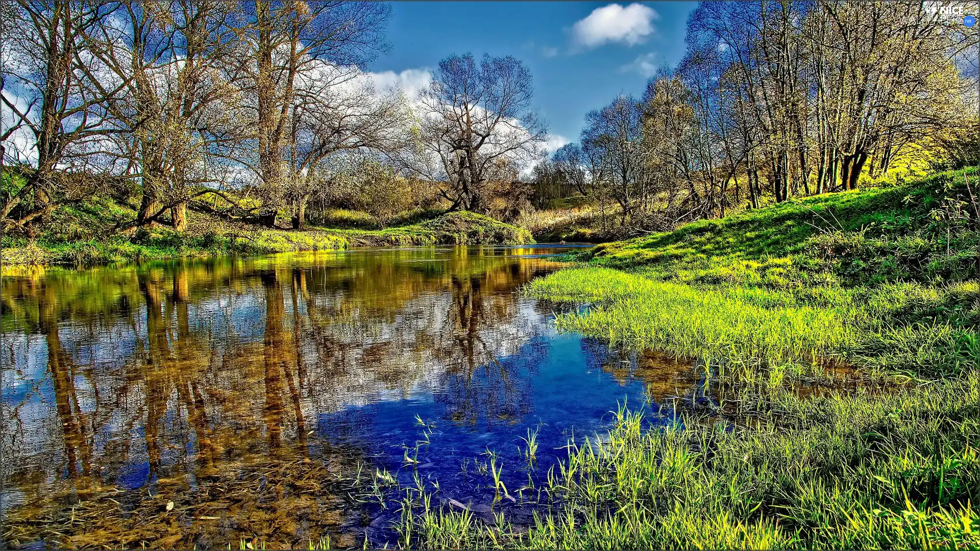 rushes, Spring, trees, viewes, River