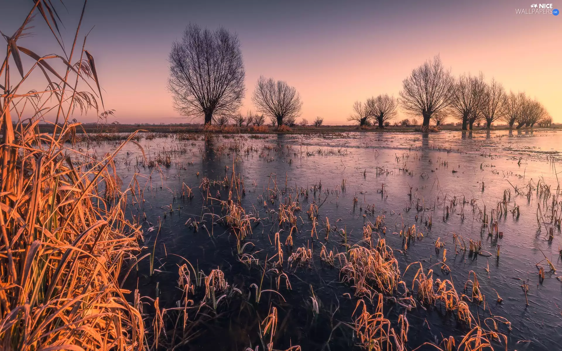 viewes, Sunrise, grass, rushes, River, trees