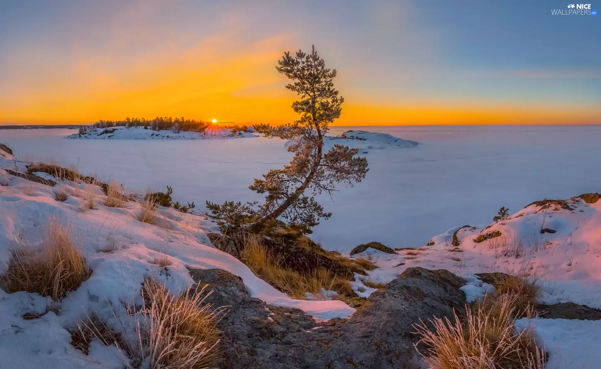 Sunrise, pine, Karelia, VEGETATION, winter, Lake Ladoga, Russia