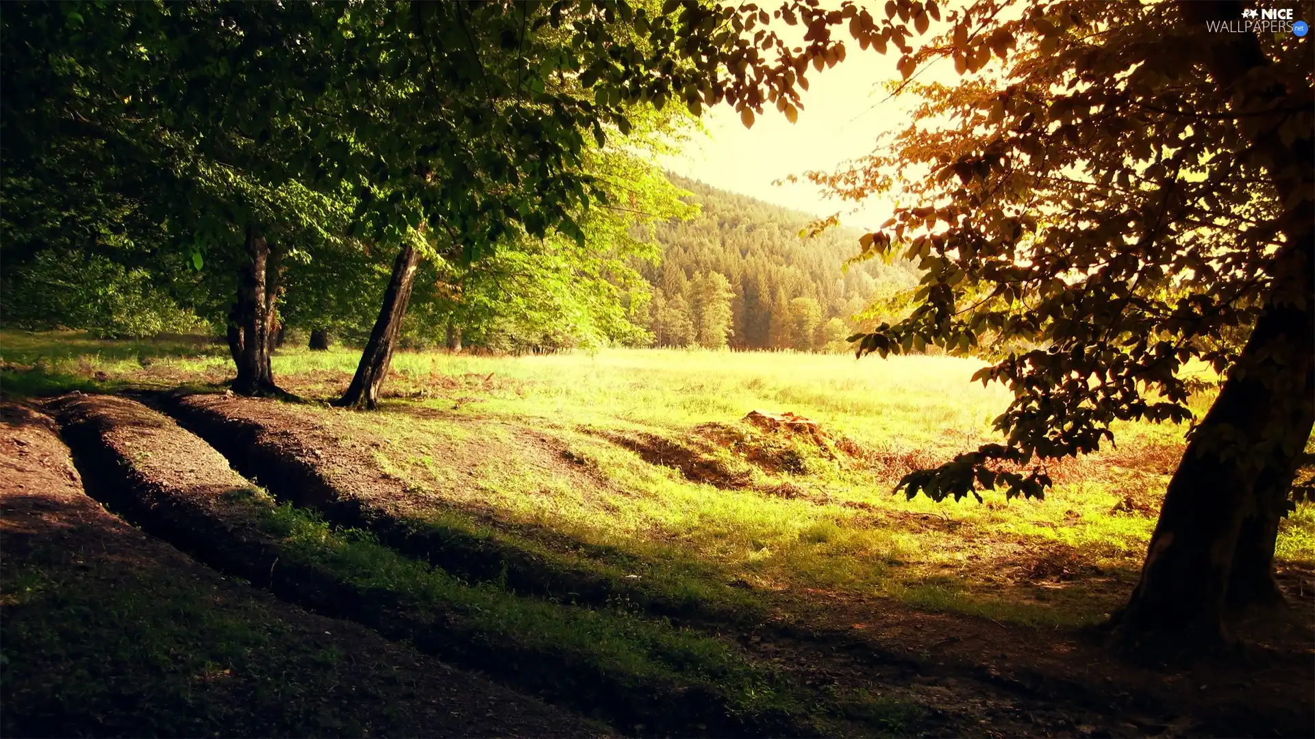 trees, morning, ruts, viewes