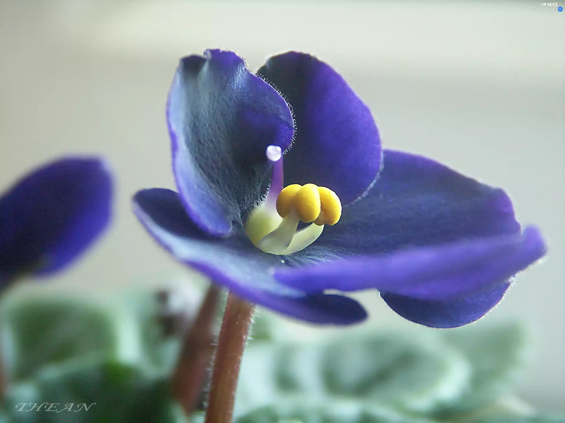 Saintpaulia, Sepolia