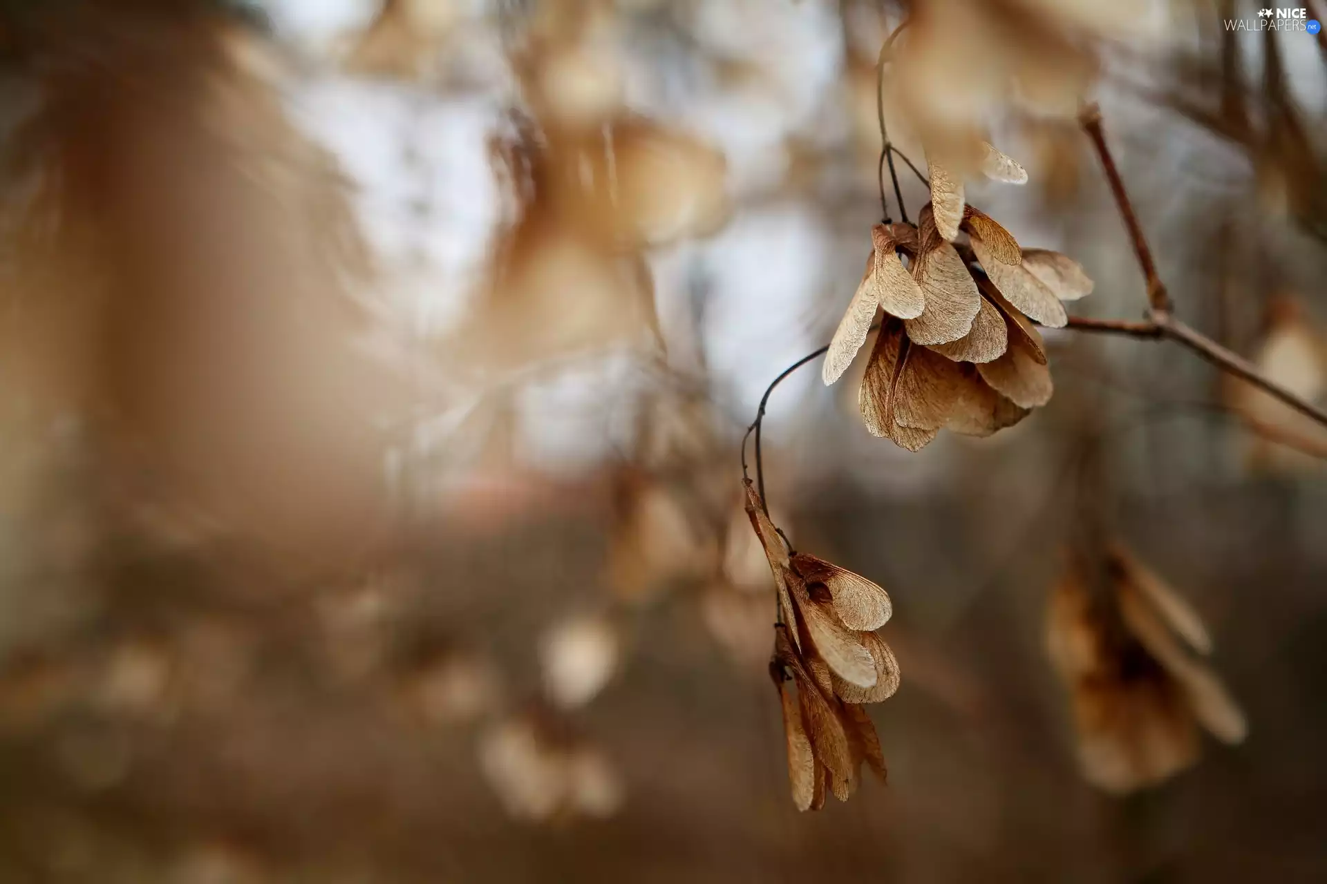 Noses, Samaras, Fruits, maple, withered