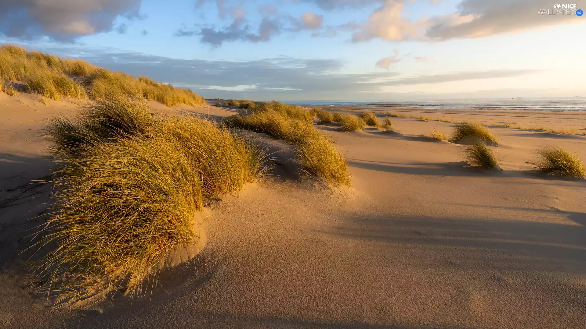 Beaches, Clumps, grass, Sand