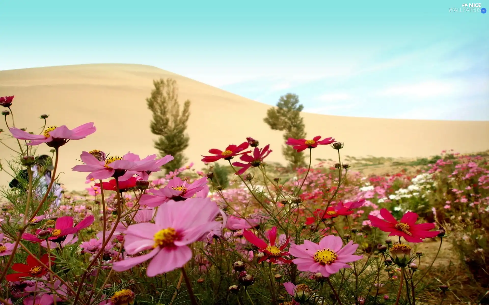 Flowers, Sand
