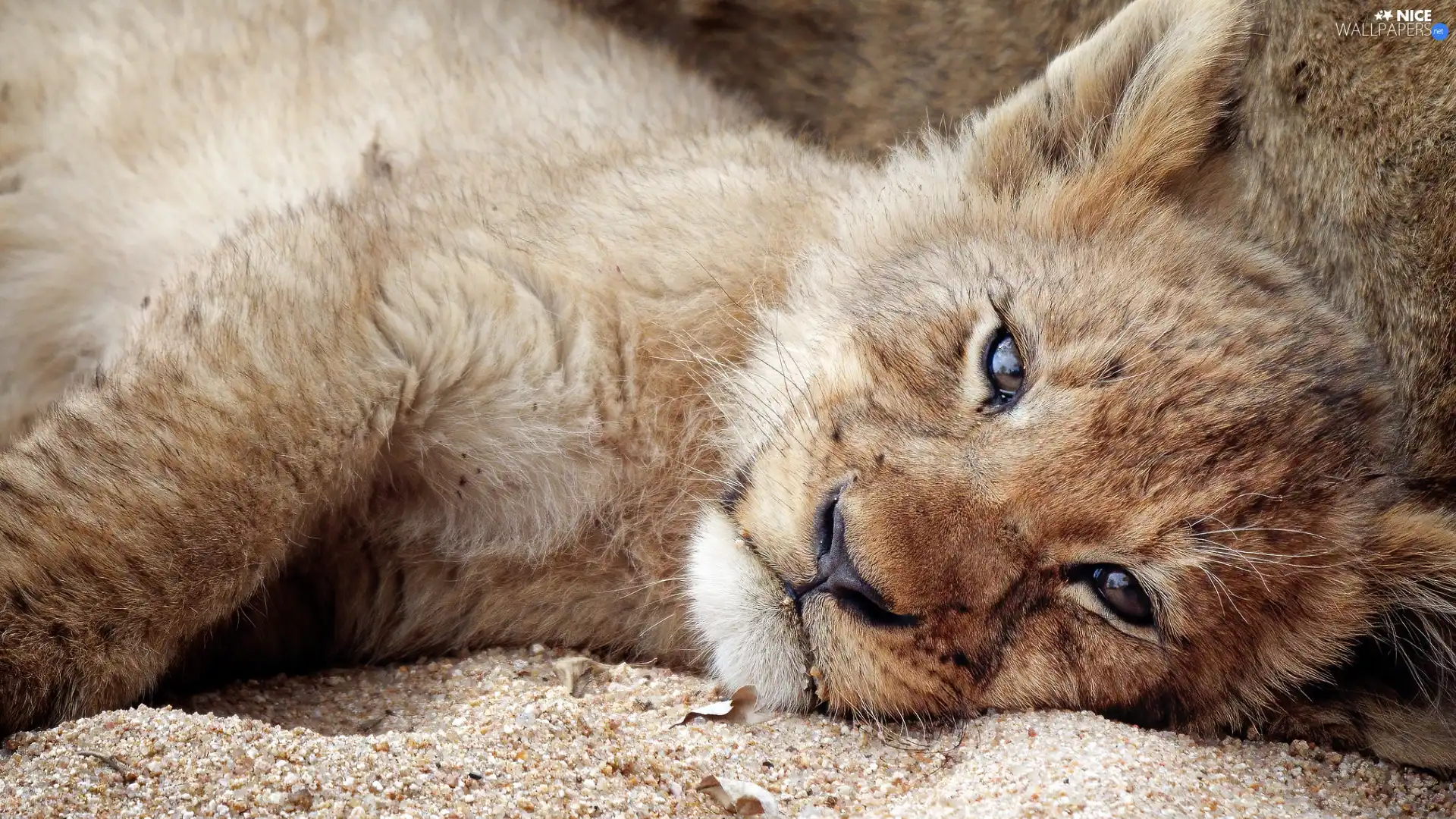 lion, Sand, Lion, lying, small