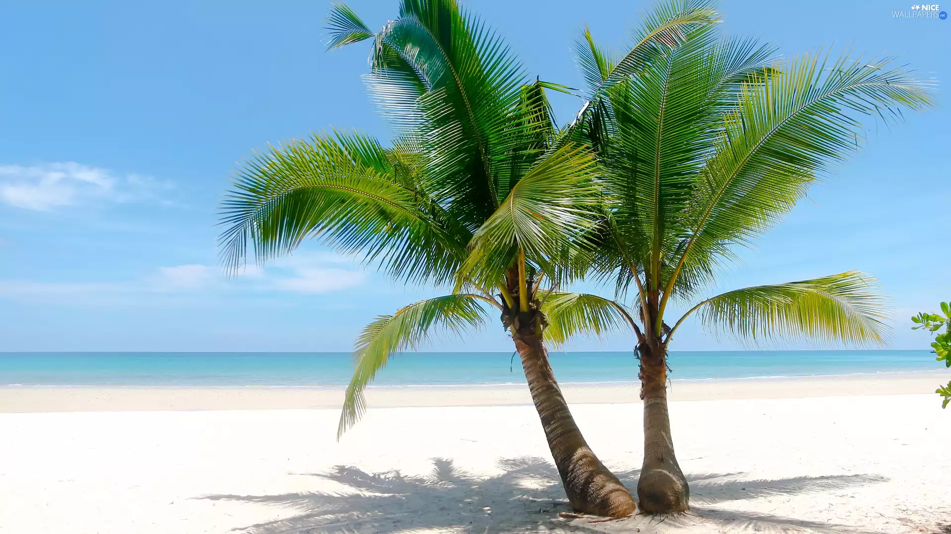 Palms, Beaches, sea, Sand