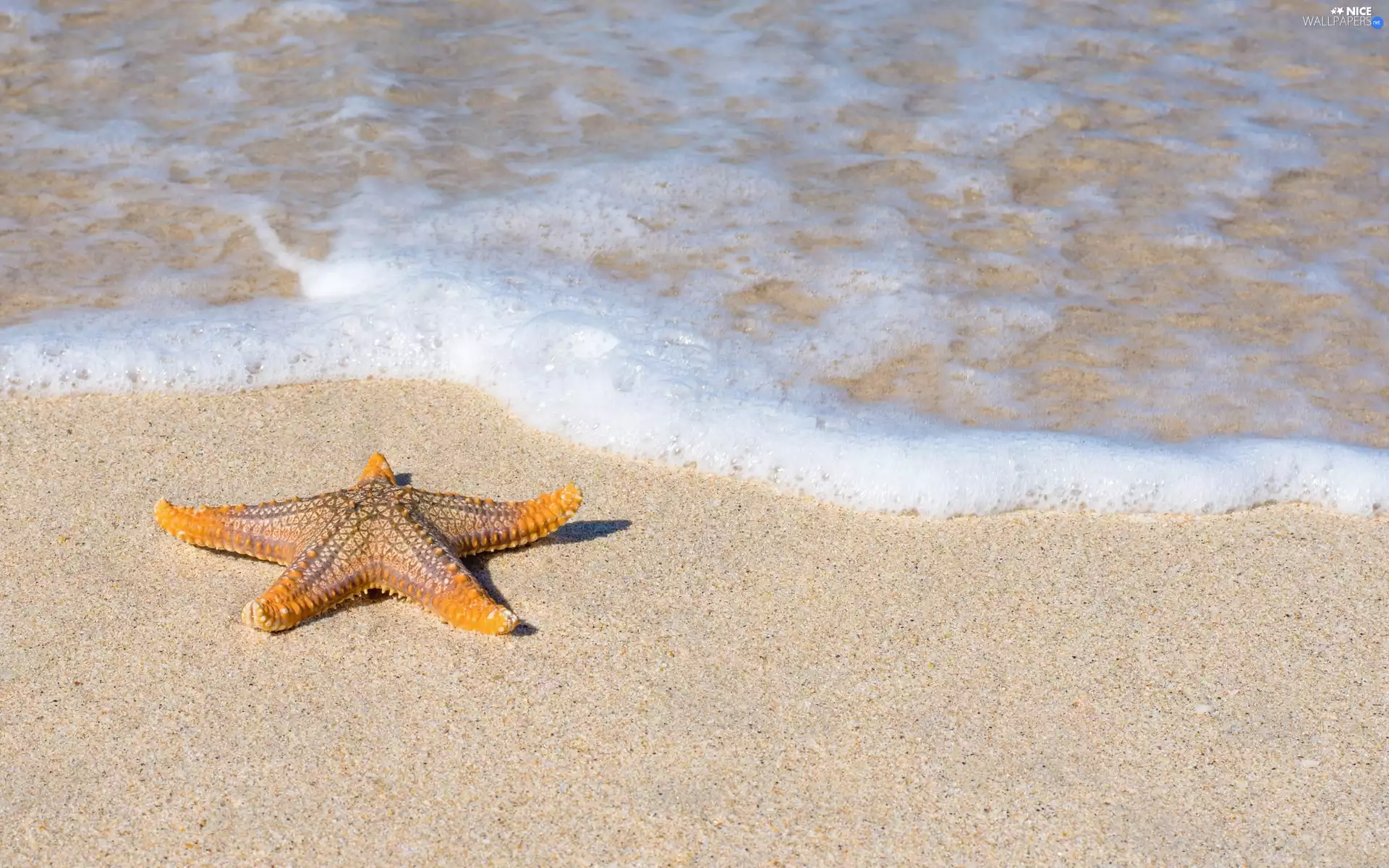 Sand, starfish, water