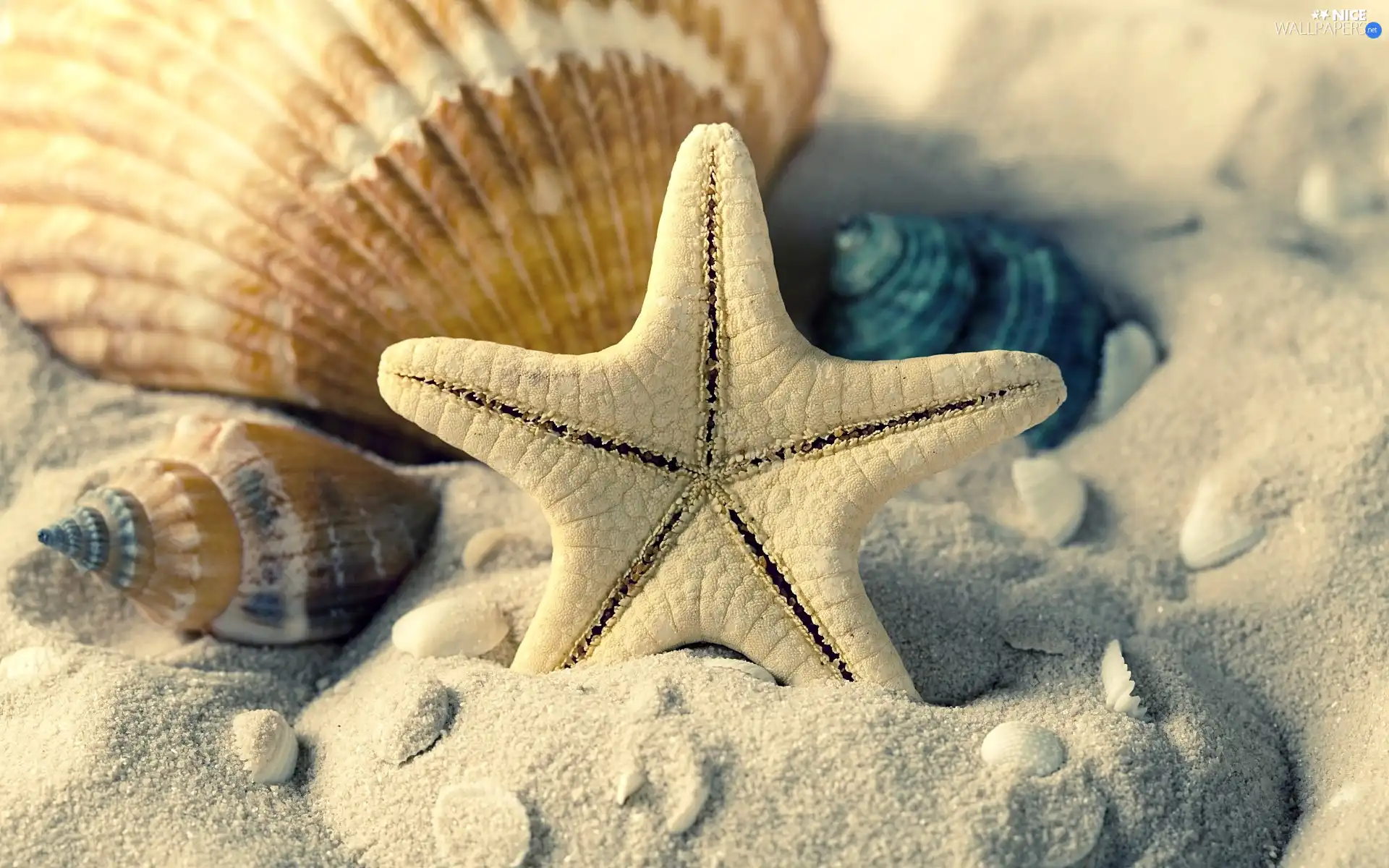 White, Shells, Sand, starfish