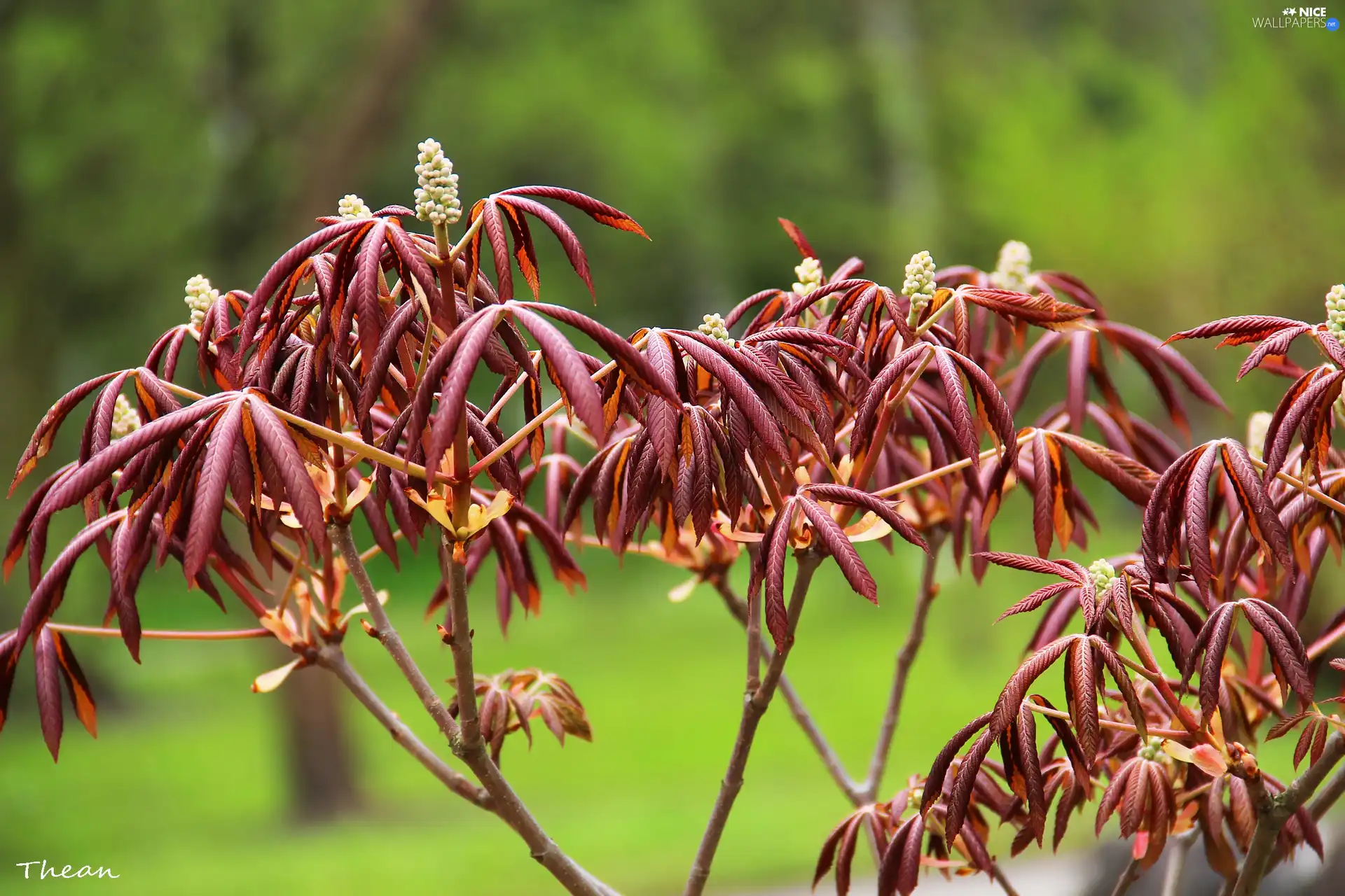 sapling, Red, Leaf