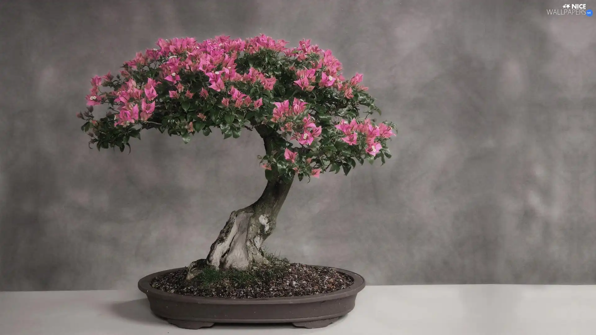 Bonsai, little doggies, sapling