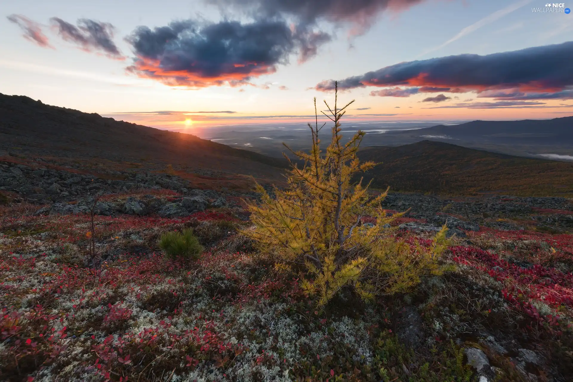 clouds, Great Sunsets, Sapling, Plants, The Hills