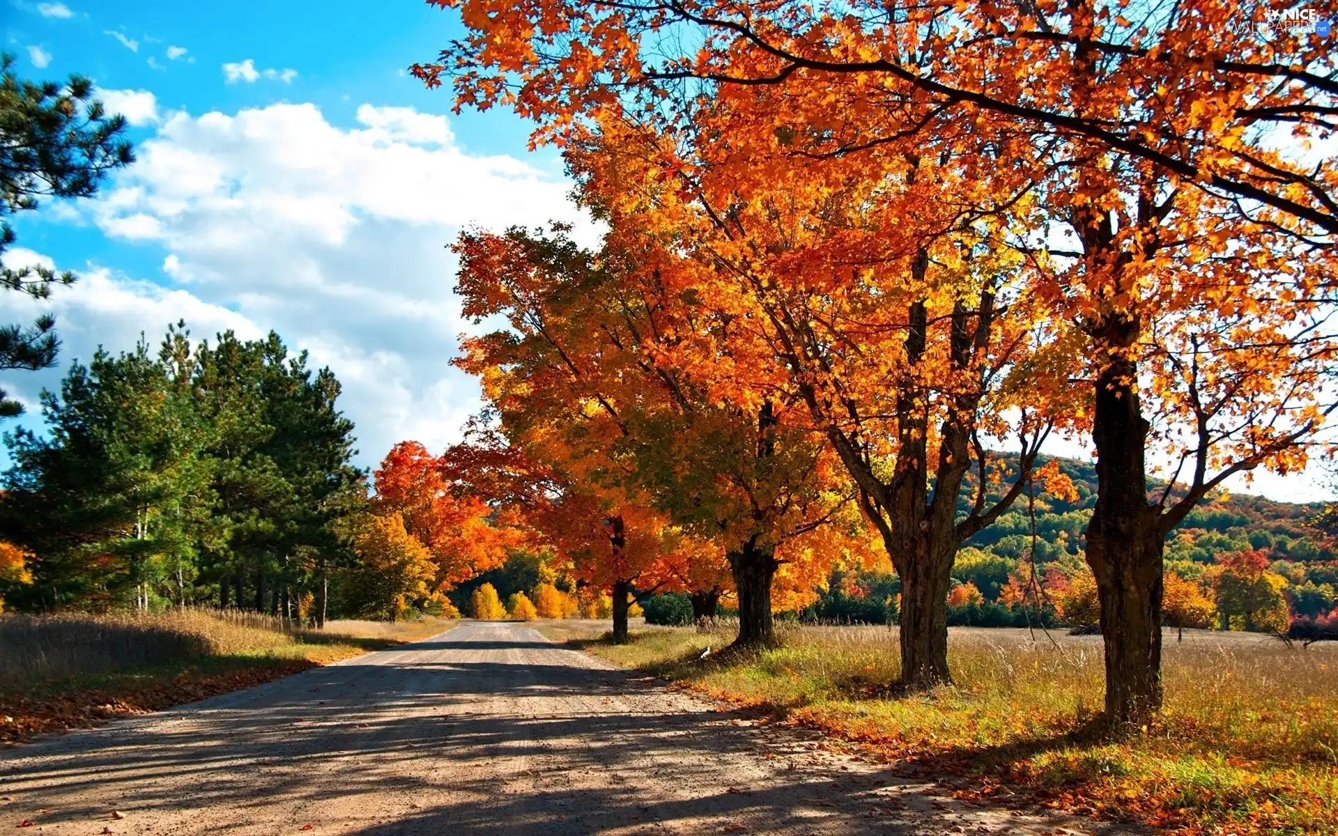 Way, color, Sapling, Field