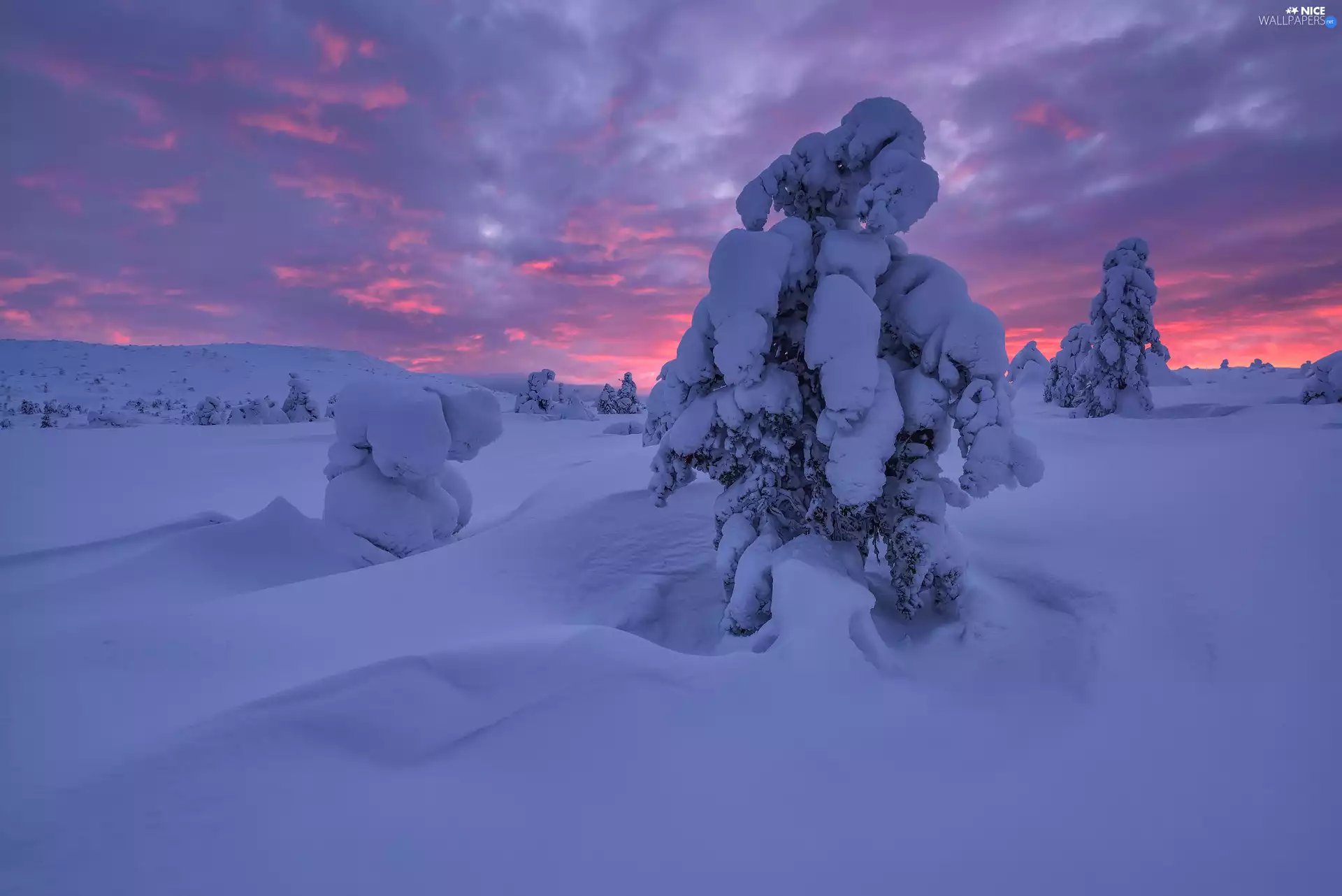 snow, Sunrise, Snowy, Sapling, drifts, winter